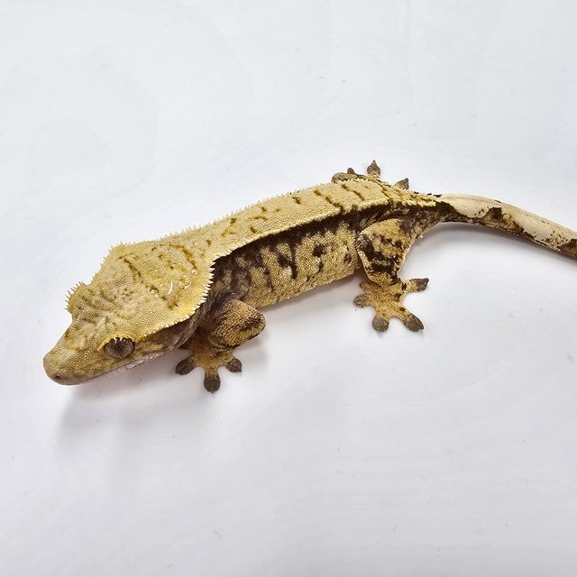 Tri Extreme Harlequin