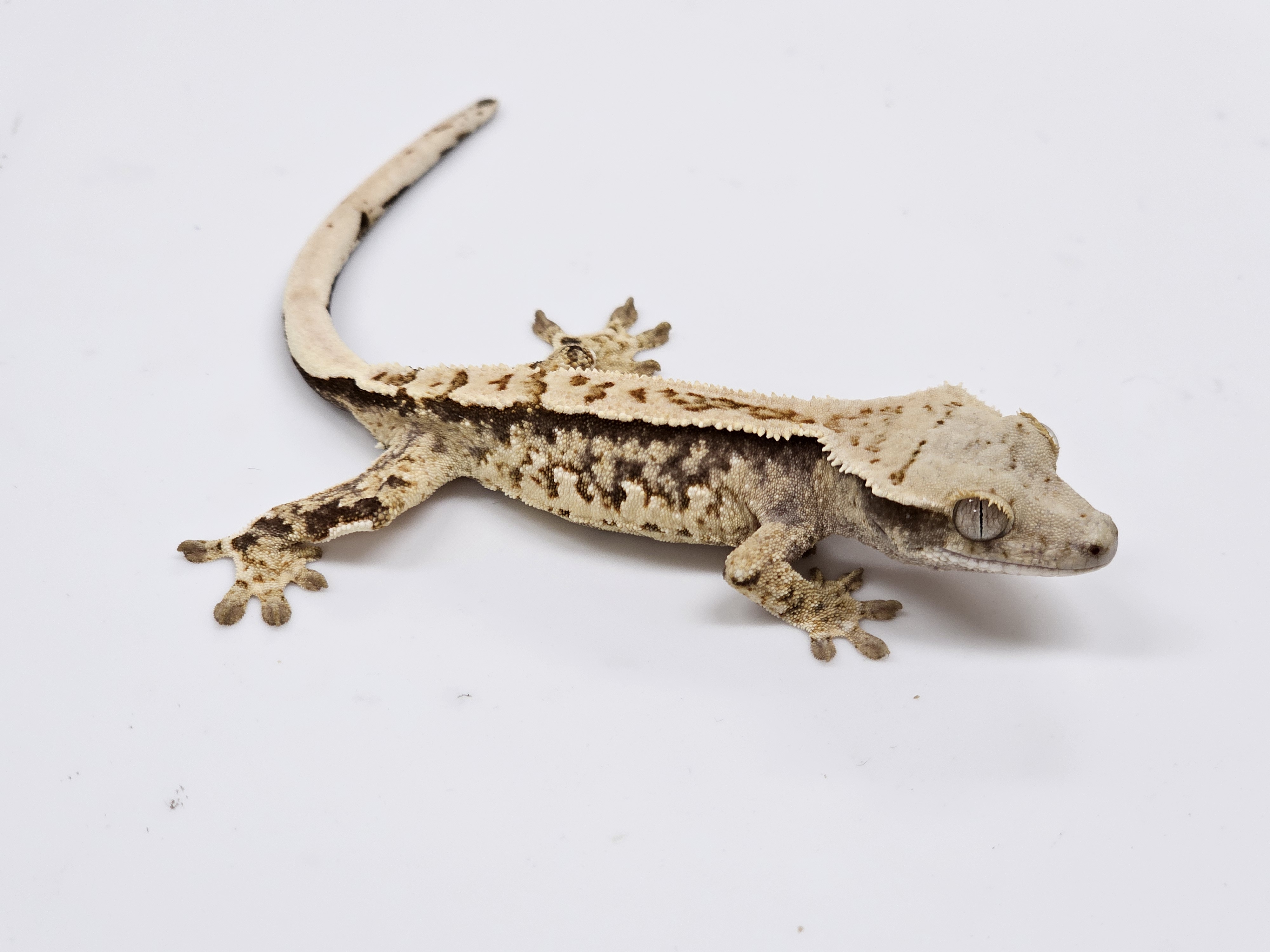 Normal Tri Extreme Harlequin