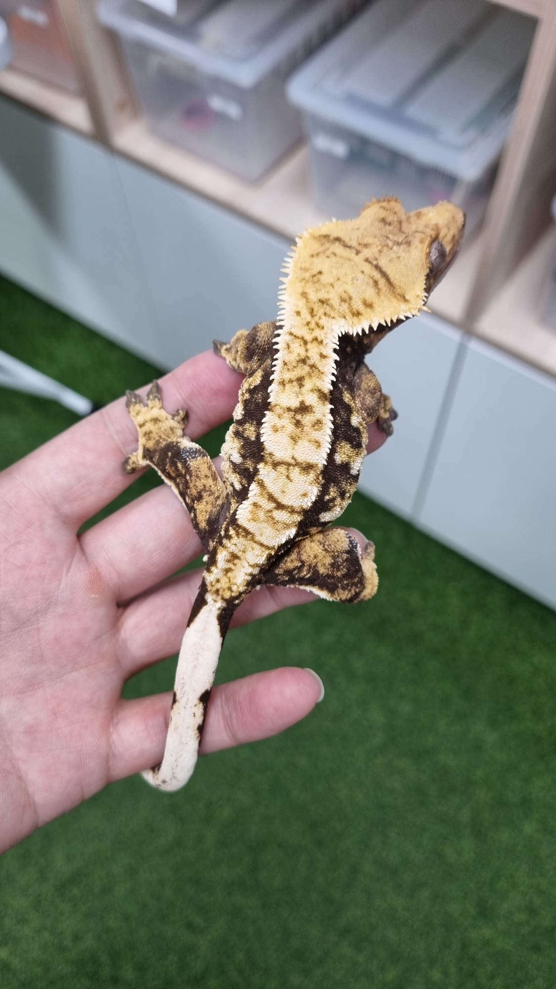 Tri Extreme Harlequin