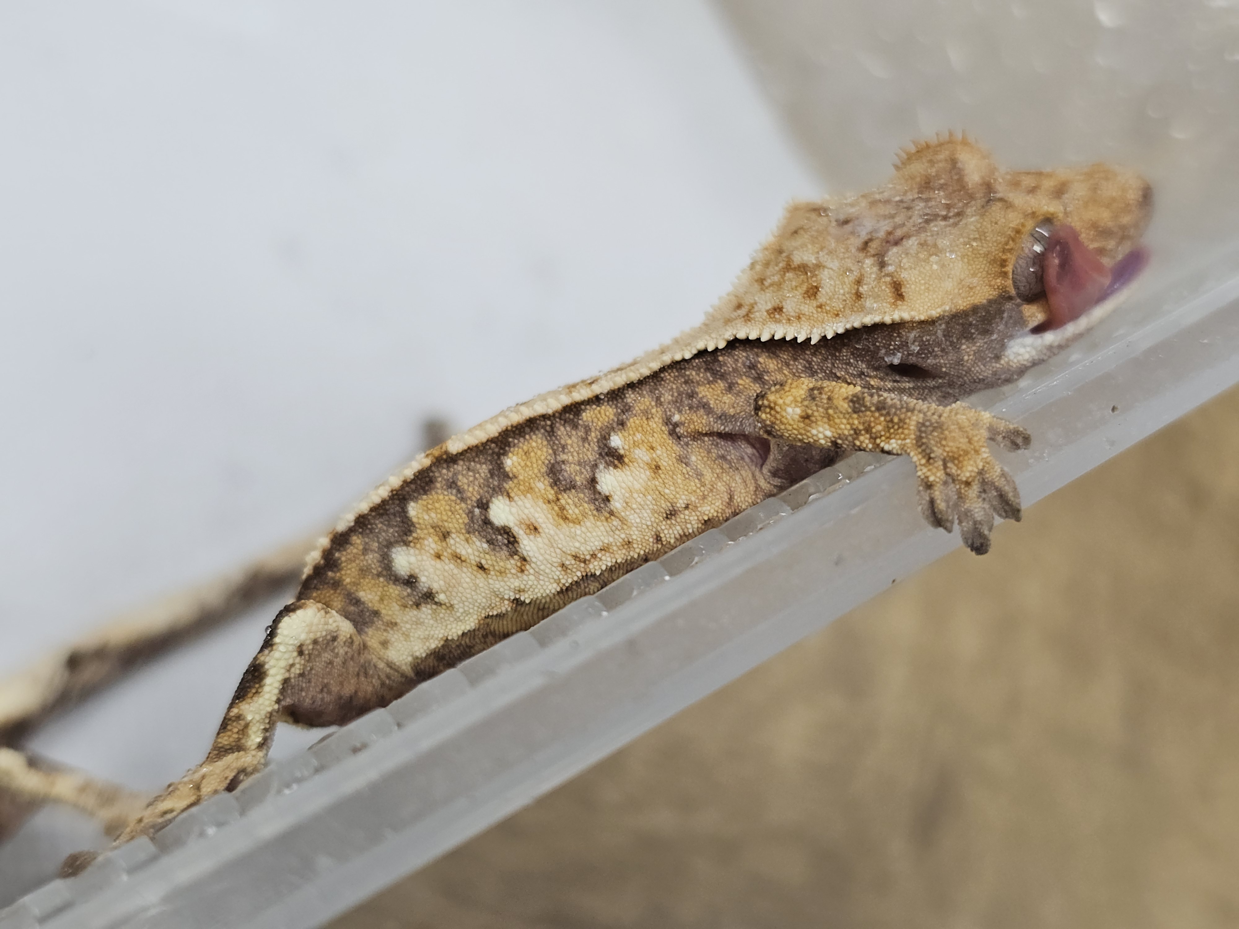 Normal Tri Extreme Harlequin White Spot Drippy