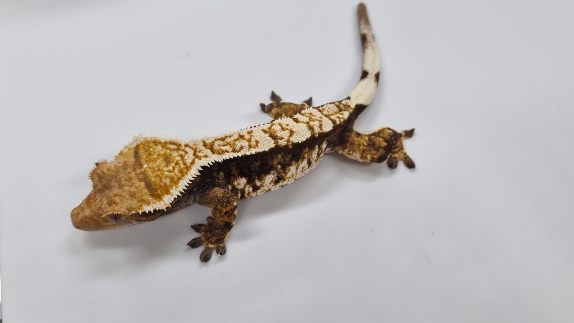 Tri Extreme Harlequin