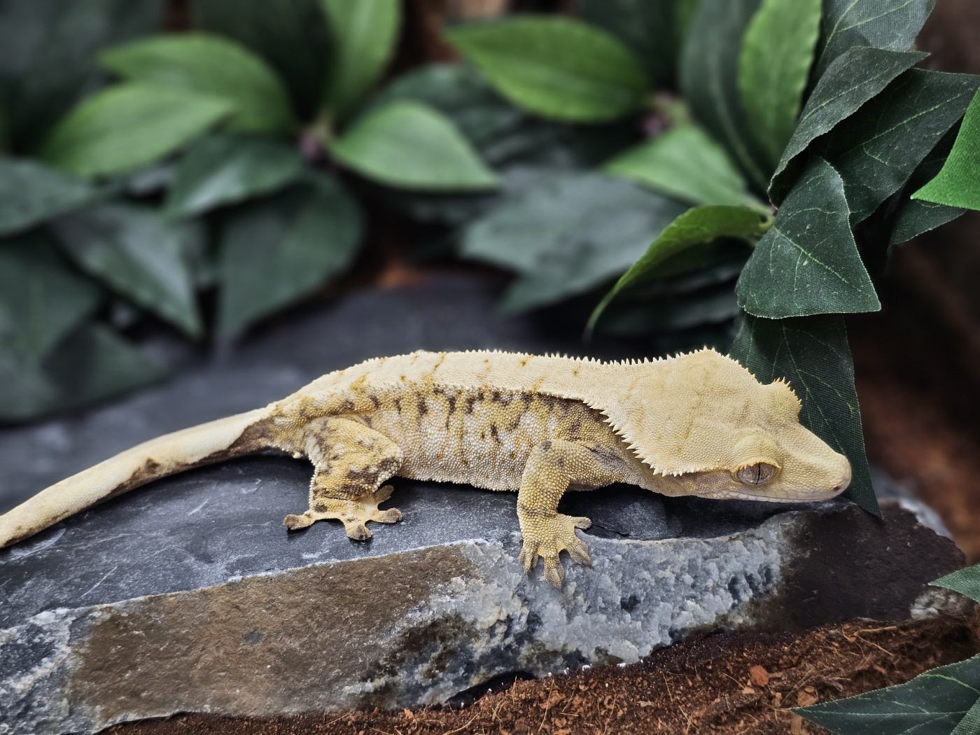 Tri Extreme Harlequin