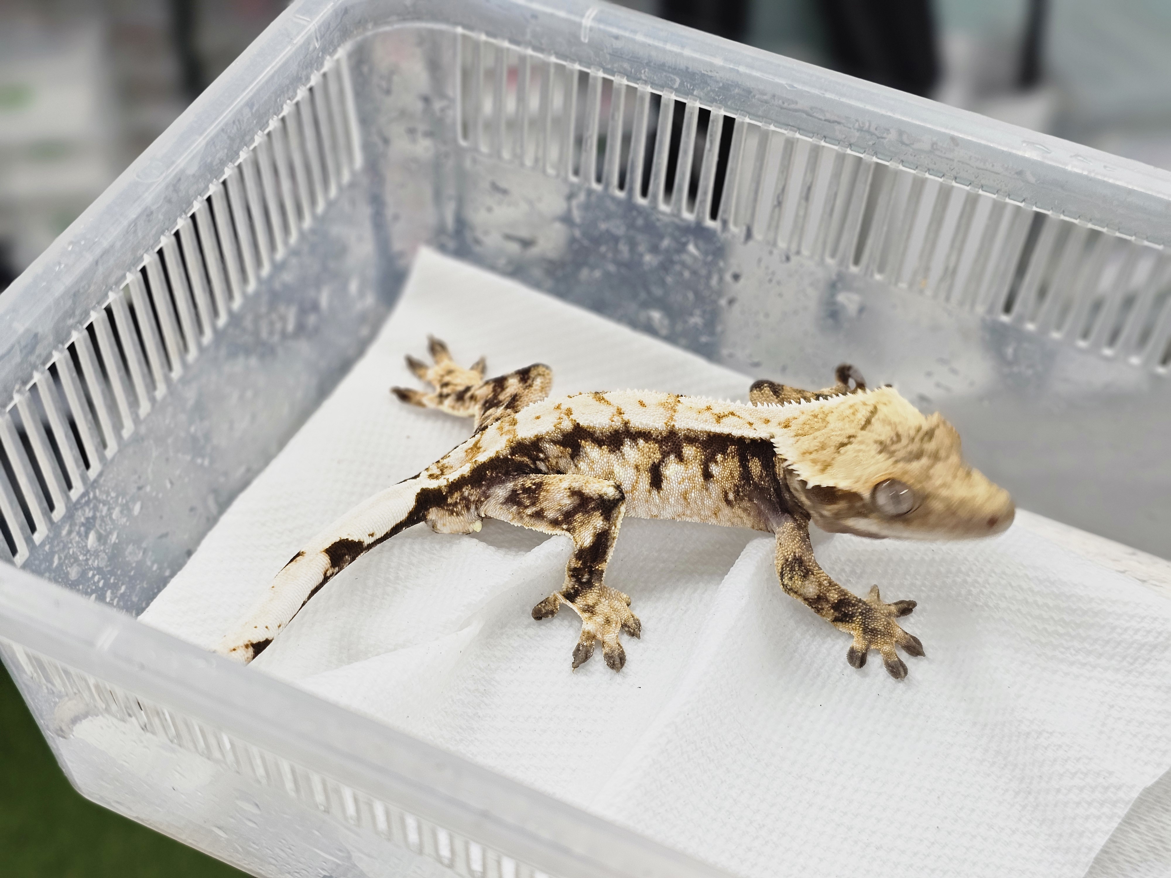 Tri White Spot Extreme Harlequin Normal