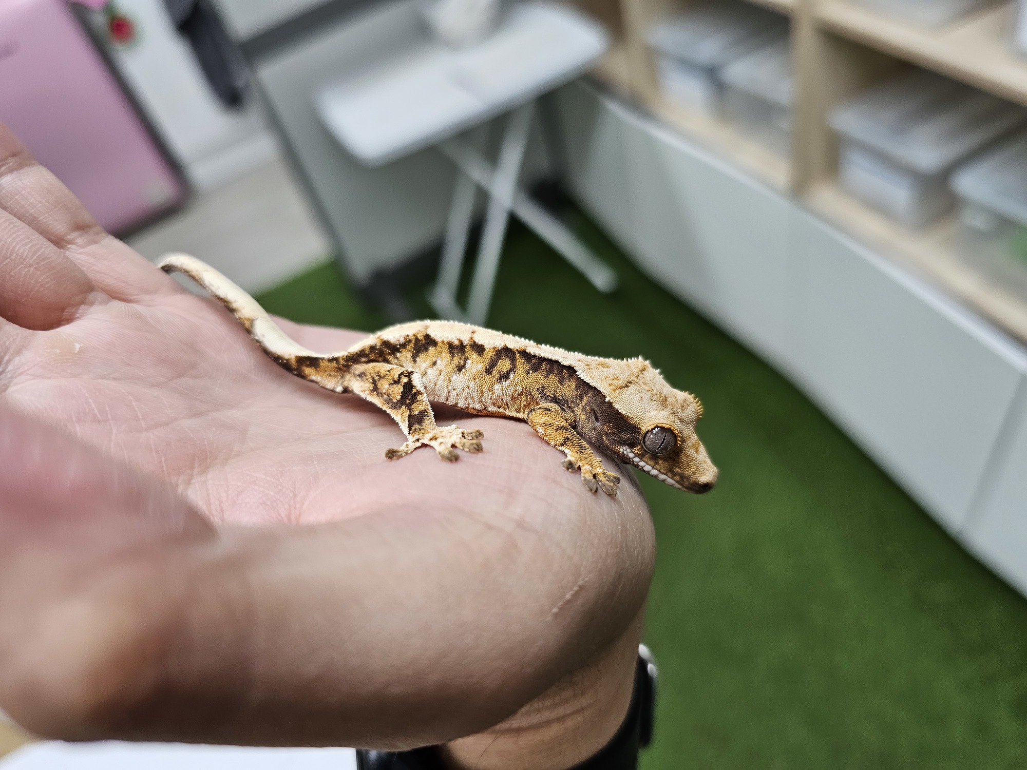 Tri Extreme Harlequin