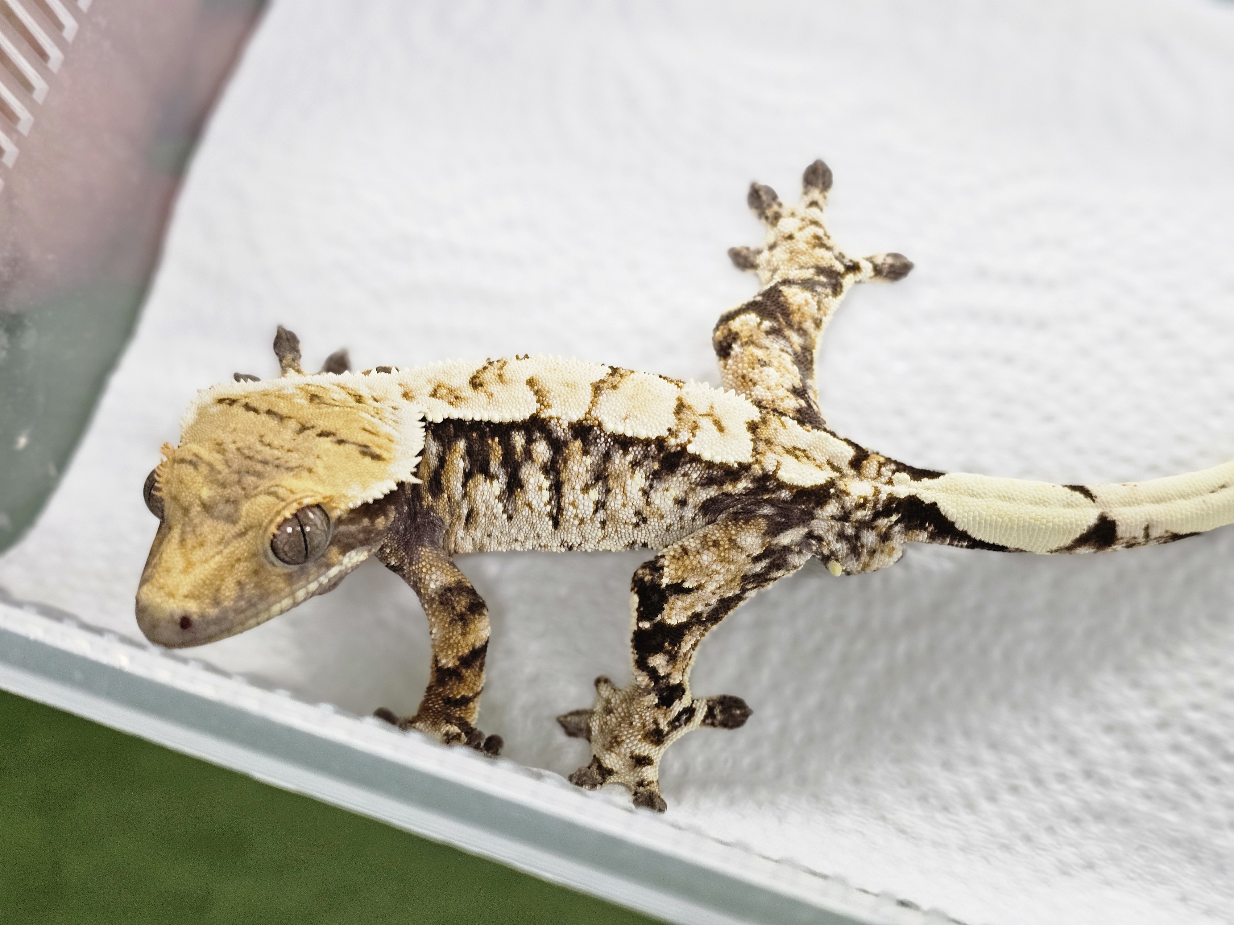 White Spot Tri Extreme Harlequin