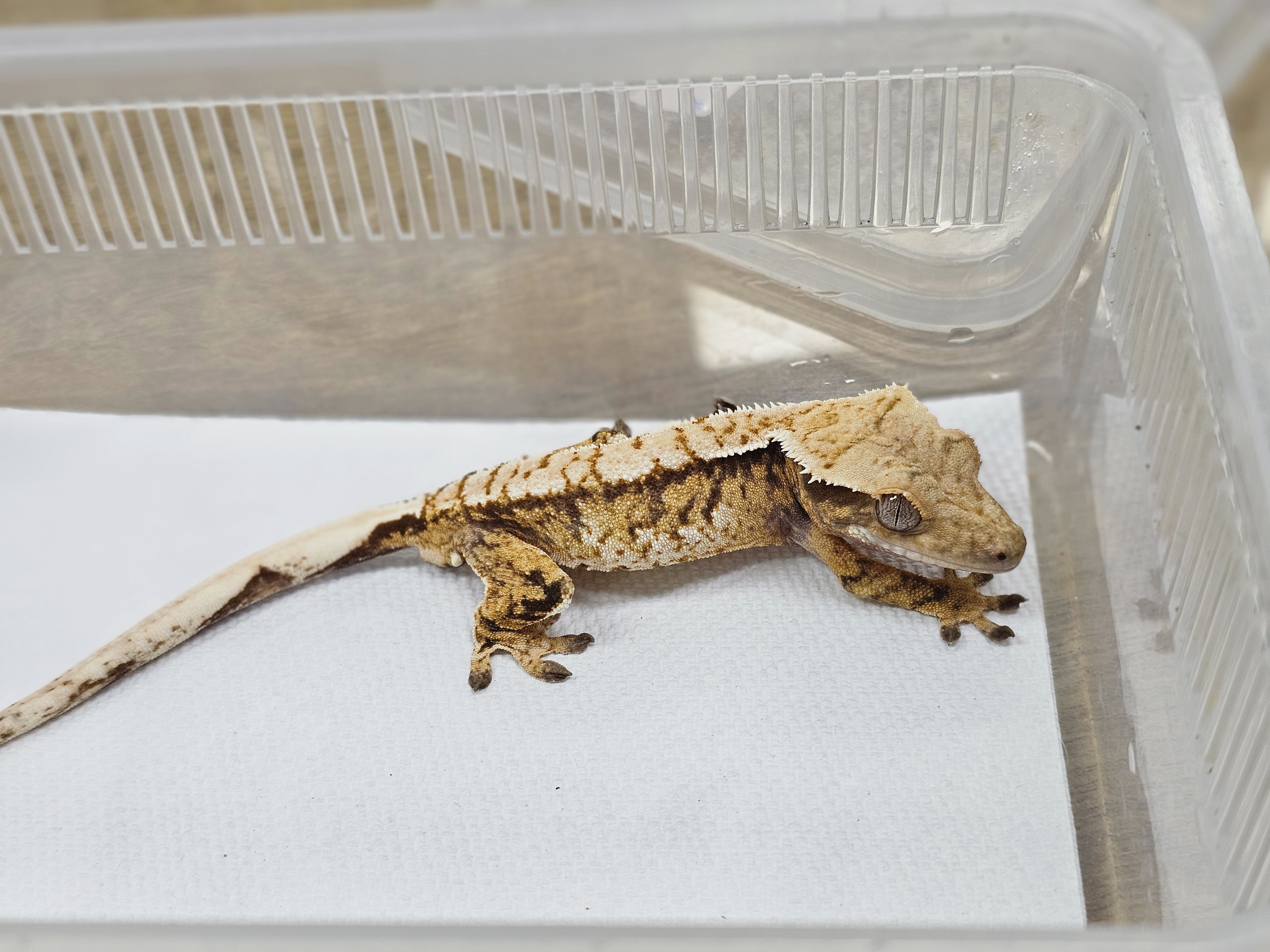 Normal Tri Extreme Harlequin White Spot