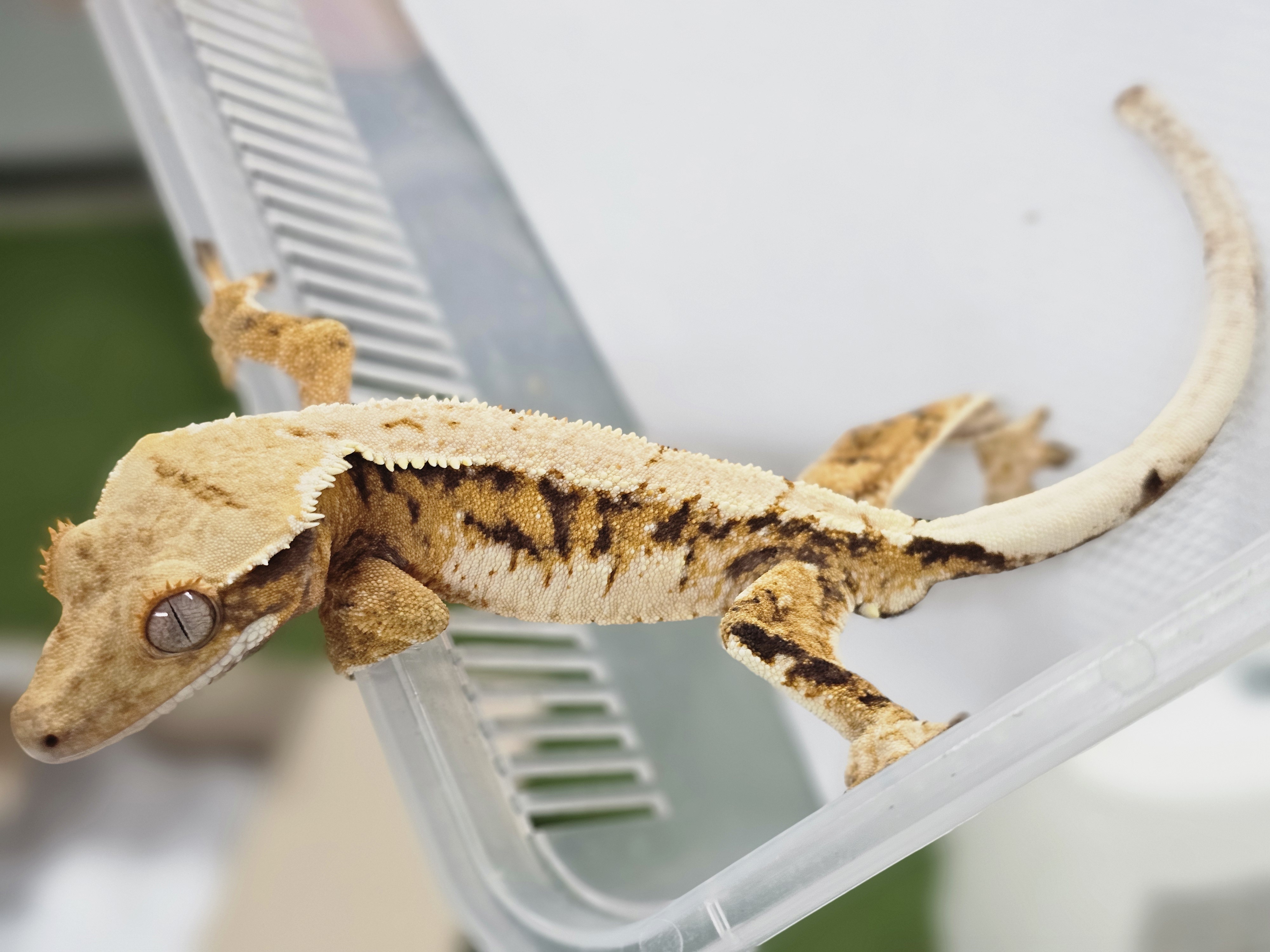 Extreme Harlequin Normal Tri Barb