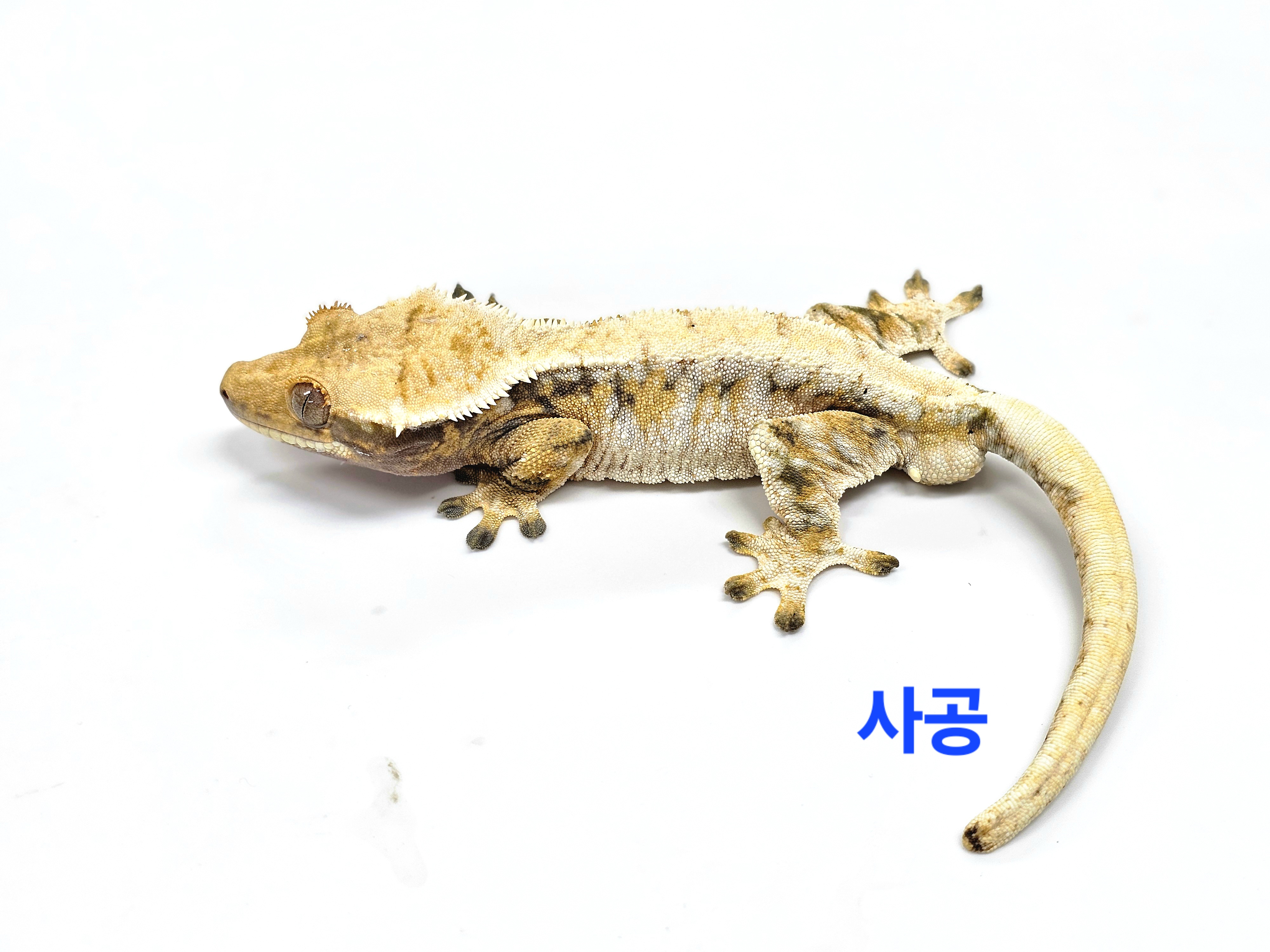 Tri Extreme Harlequin White Spot White Porthole Drippy