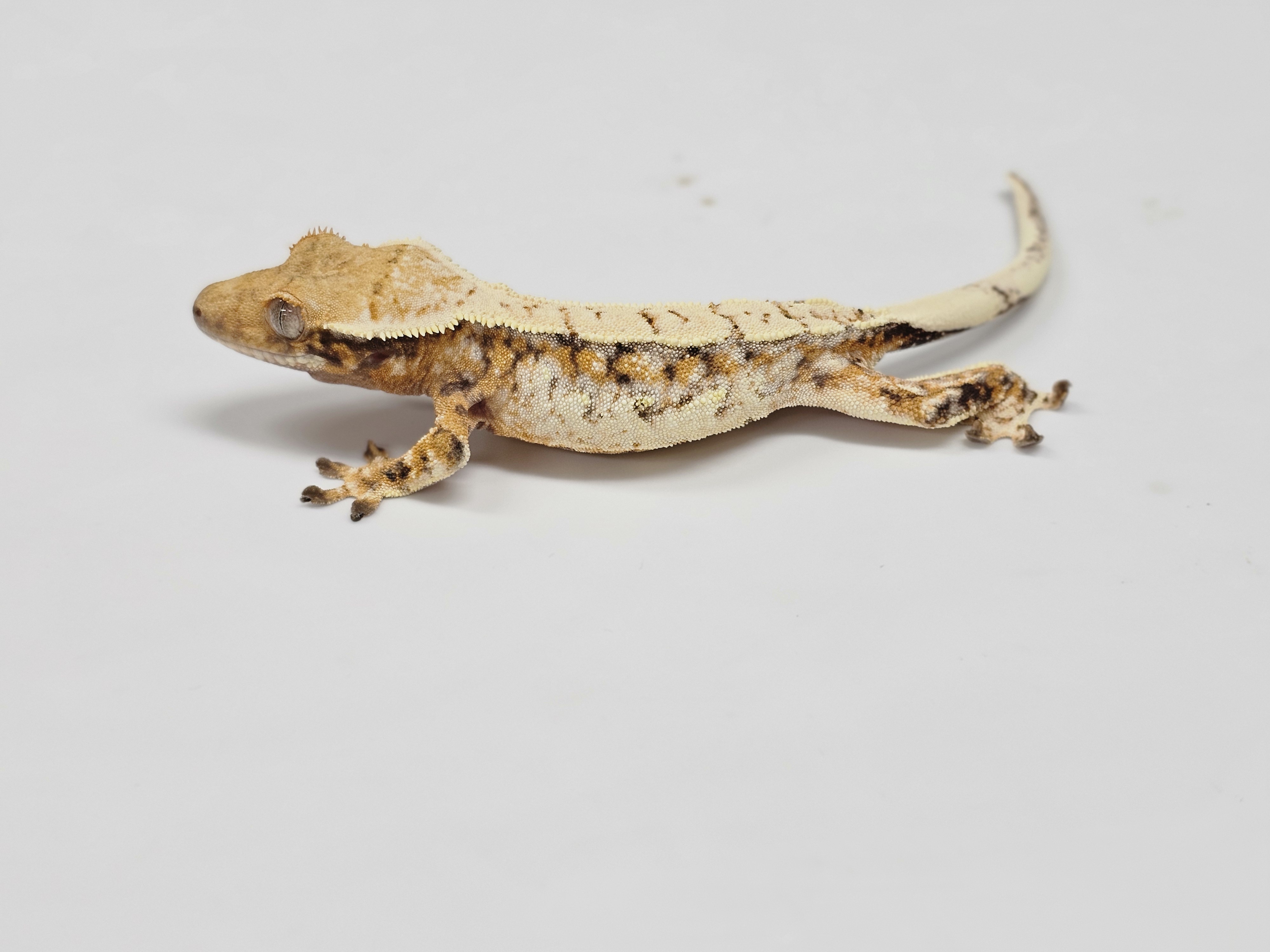 Normal Tri Extreme Harlequin Drippy White Spot