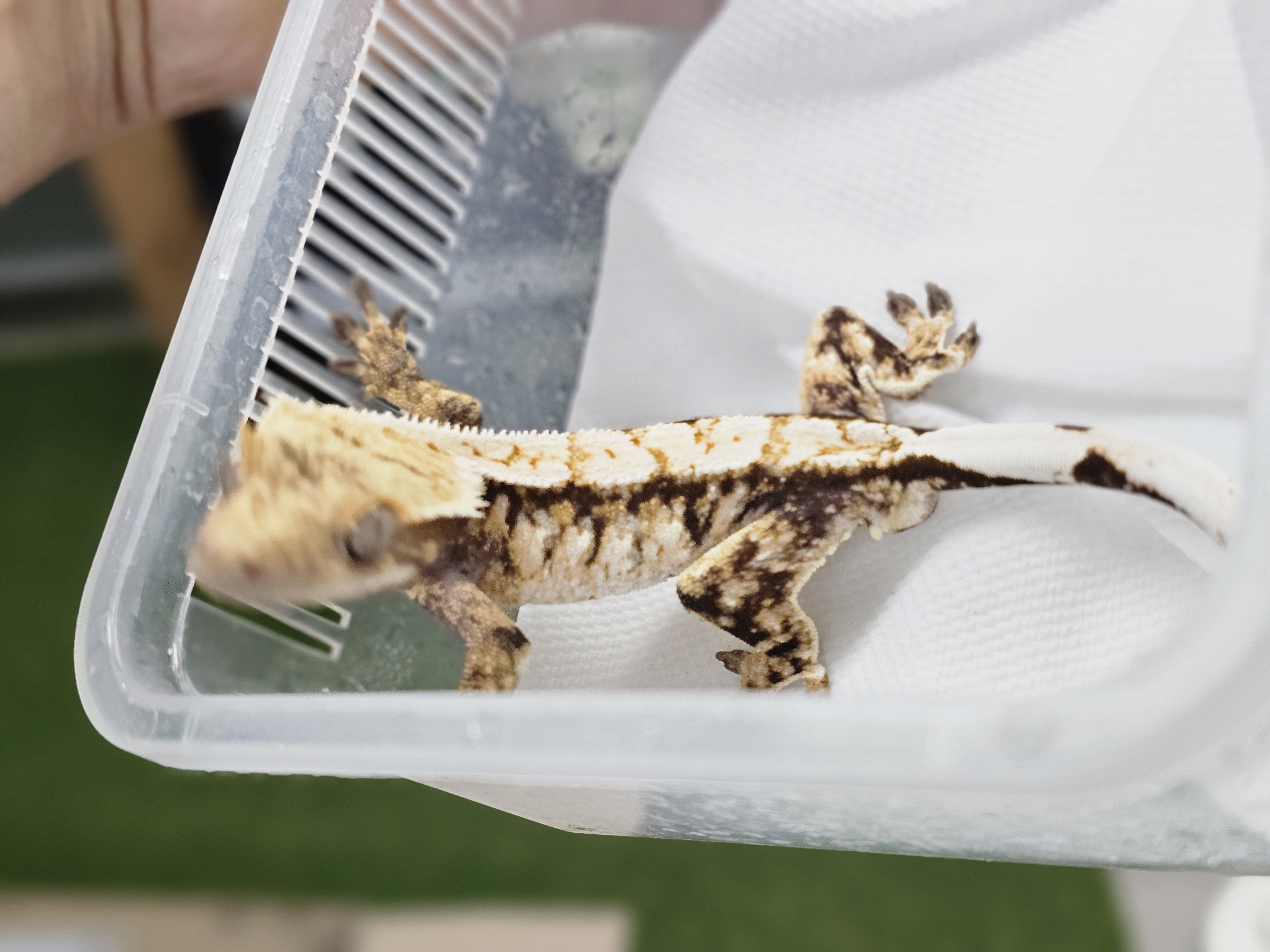 Tri White Spot Extreme Harlequin Normal