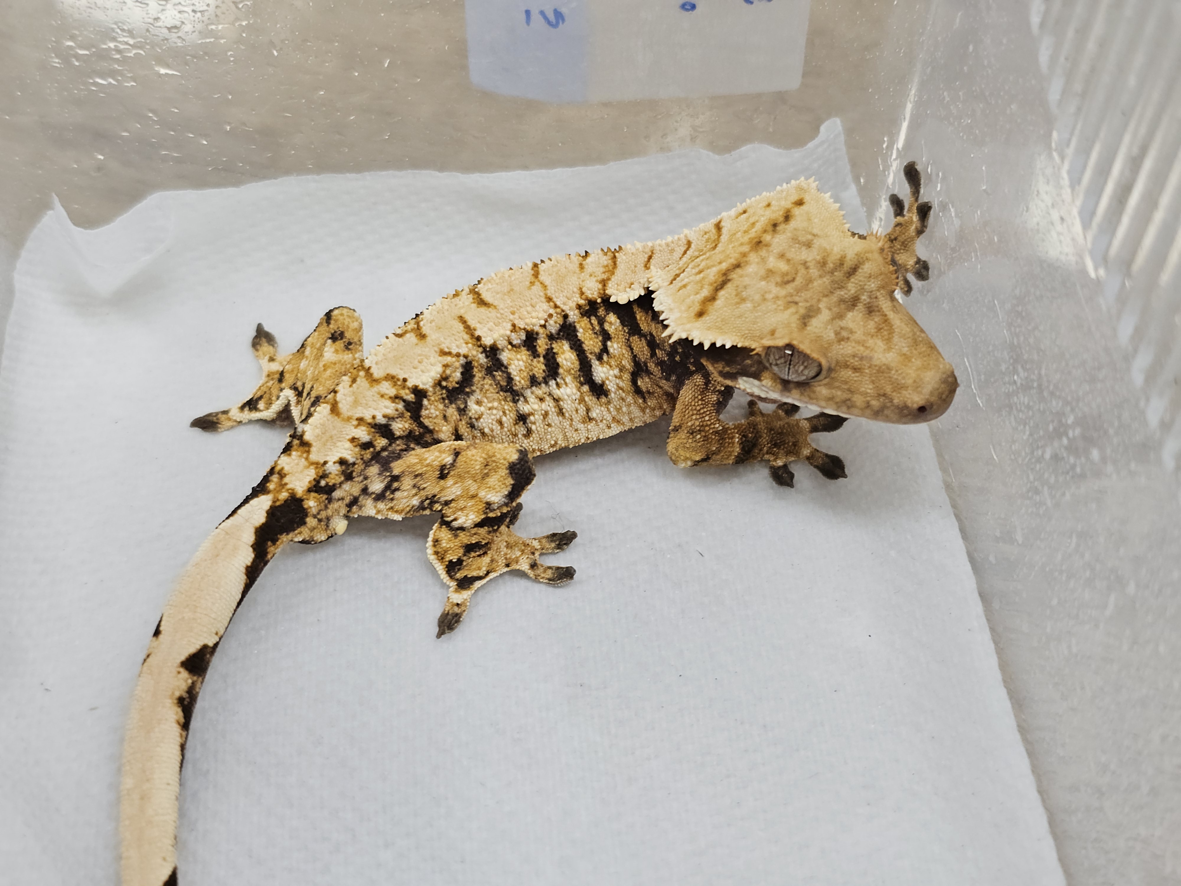 Normal Tri Extreme Harlequin