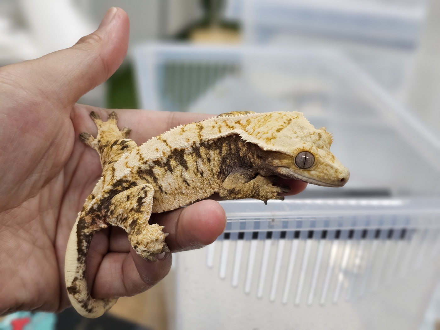 Tri Extreme Harlequin