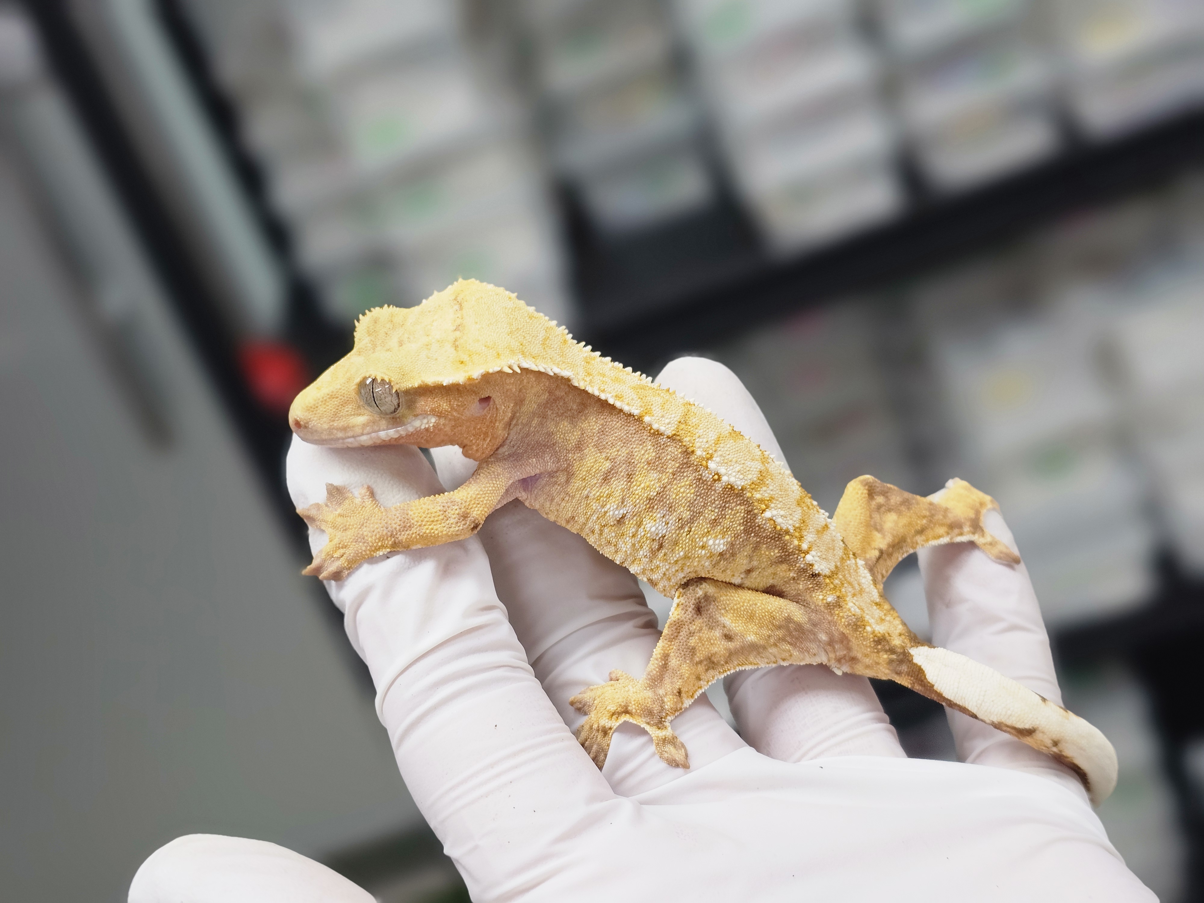 Normal Tri Extreme Harlequin White Spot Red