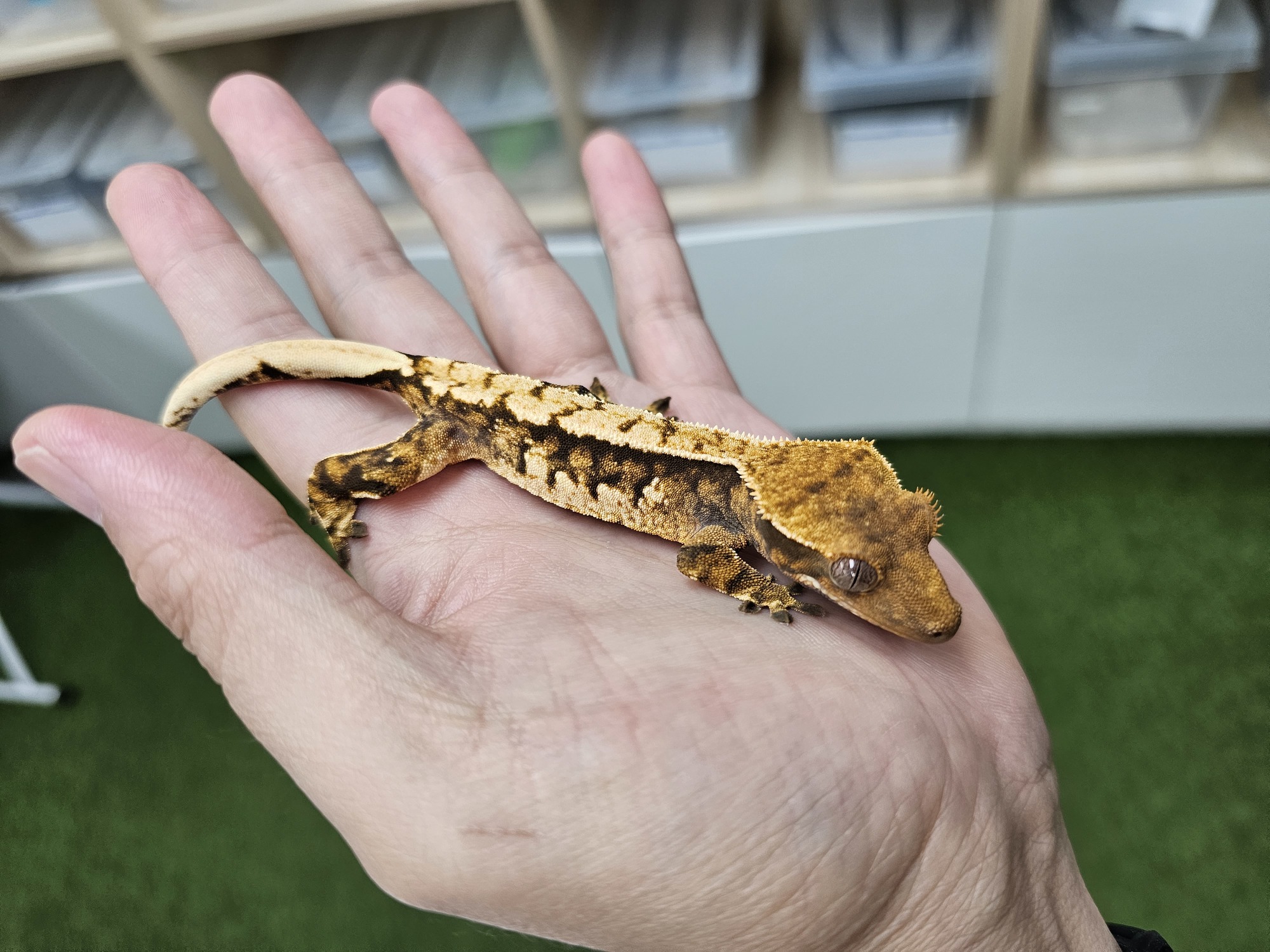 Tri Extreme Harlequin