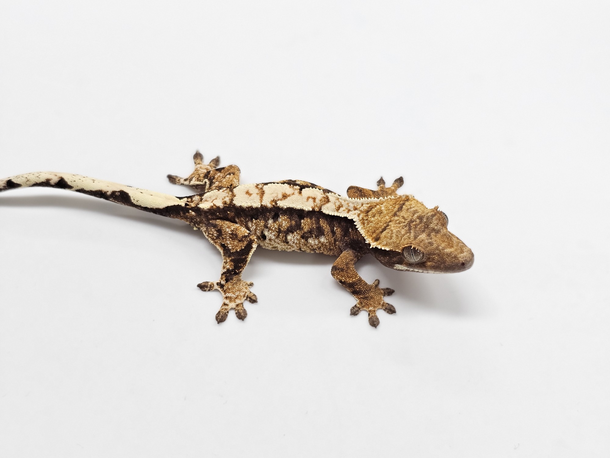 Tri Extreme Harlequin White Spot