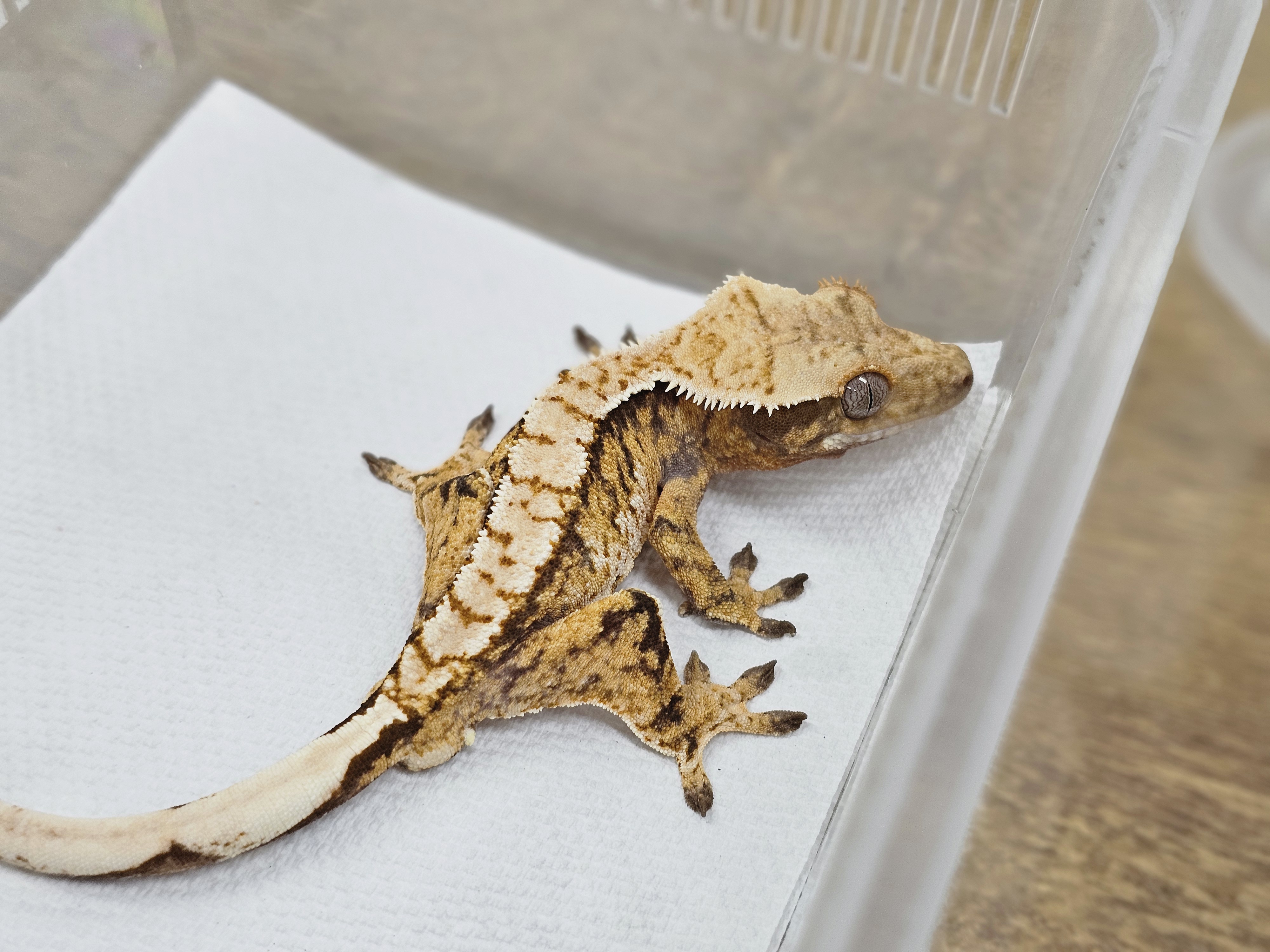 Normal Tri Extreme Harlequin White Spot