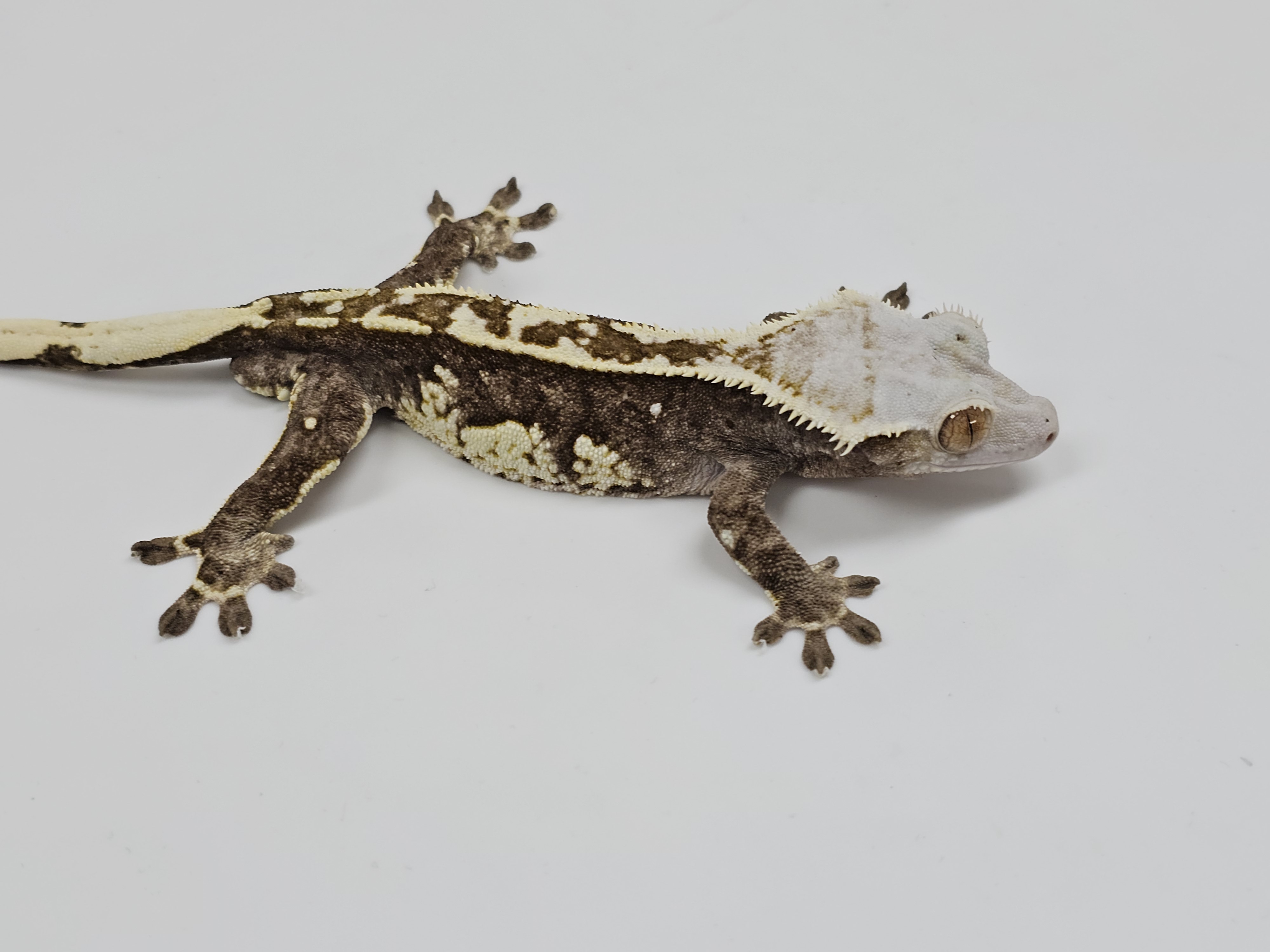 Normal Tri Extreme Harlequin