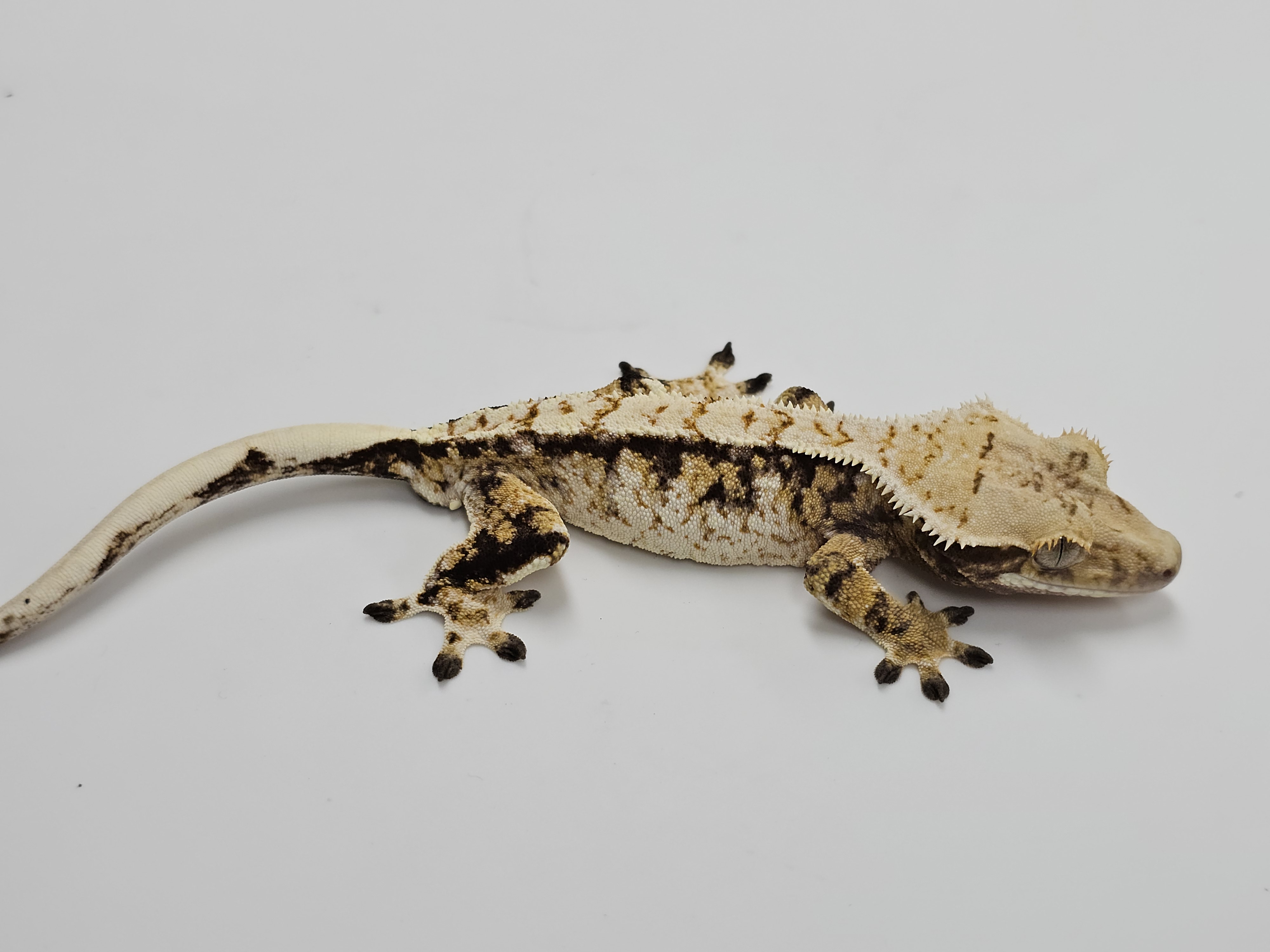 Normal Tri Extreme Harlequin White Spot