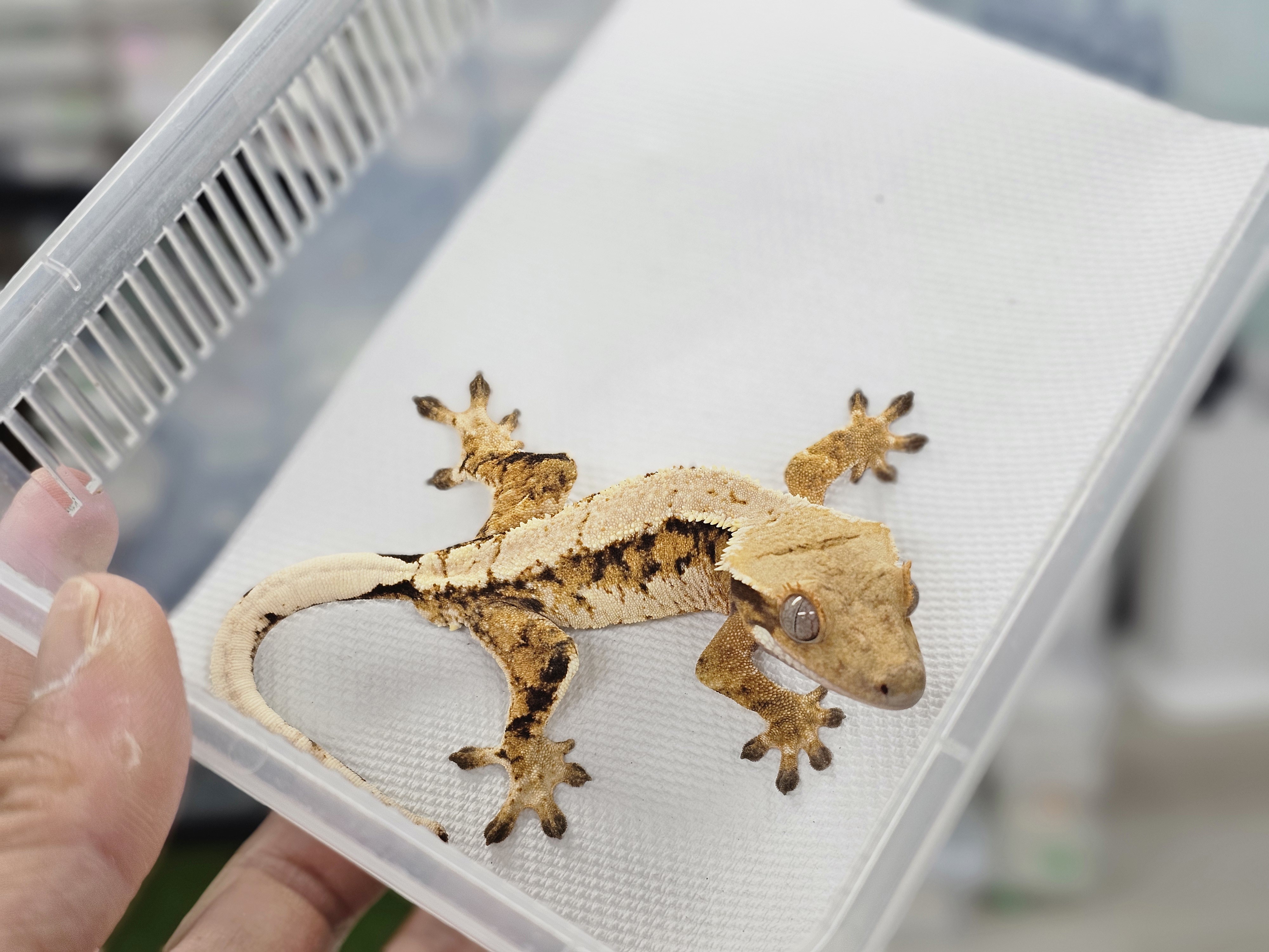 Extreme Harlequin Normal Tri Barb