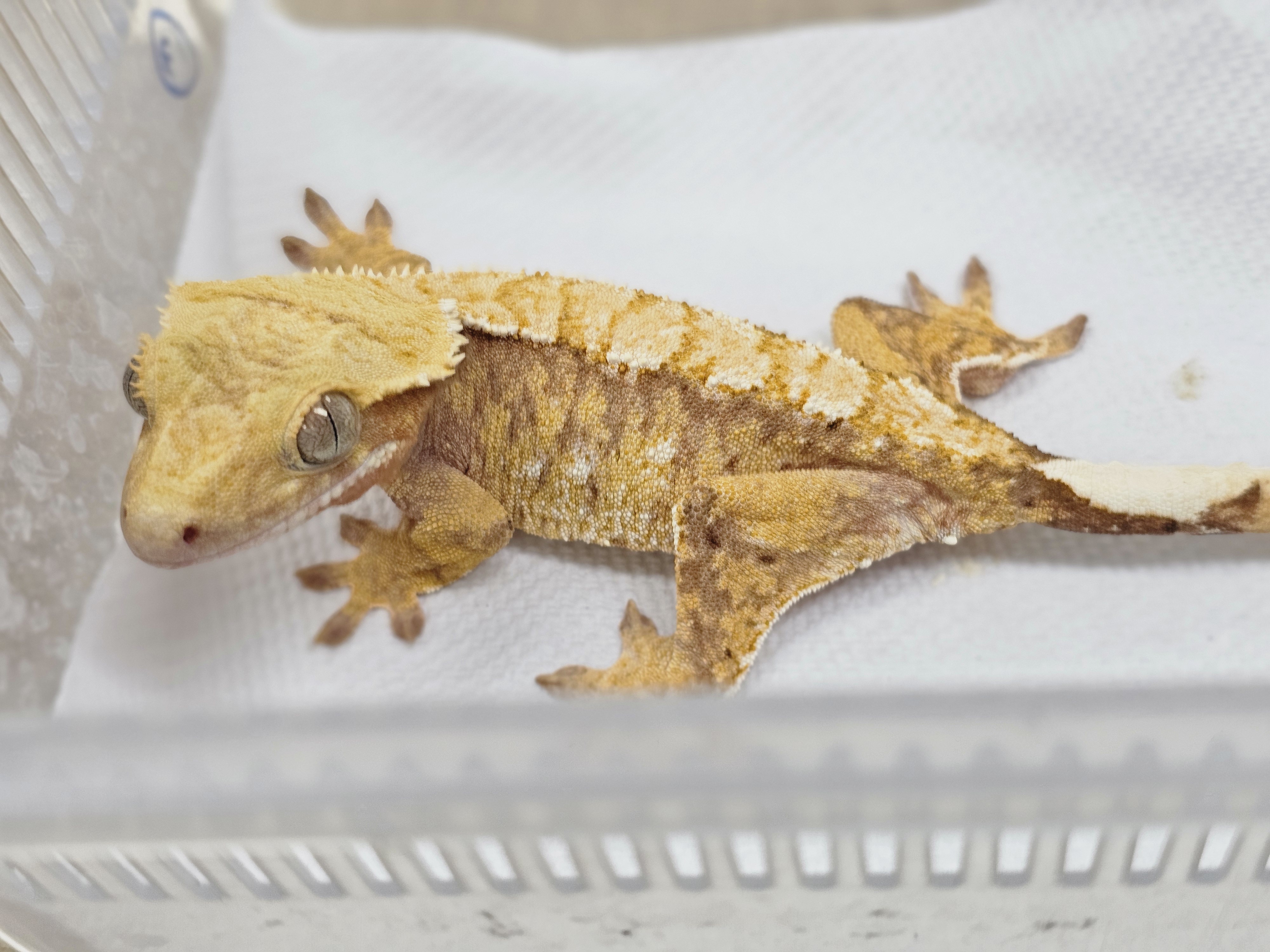 Normal Tri Extreme Harlequin White Spot Red