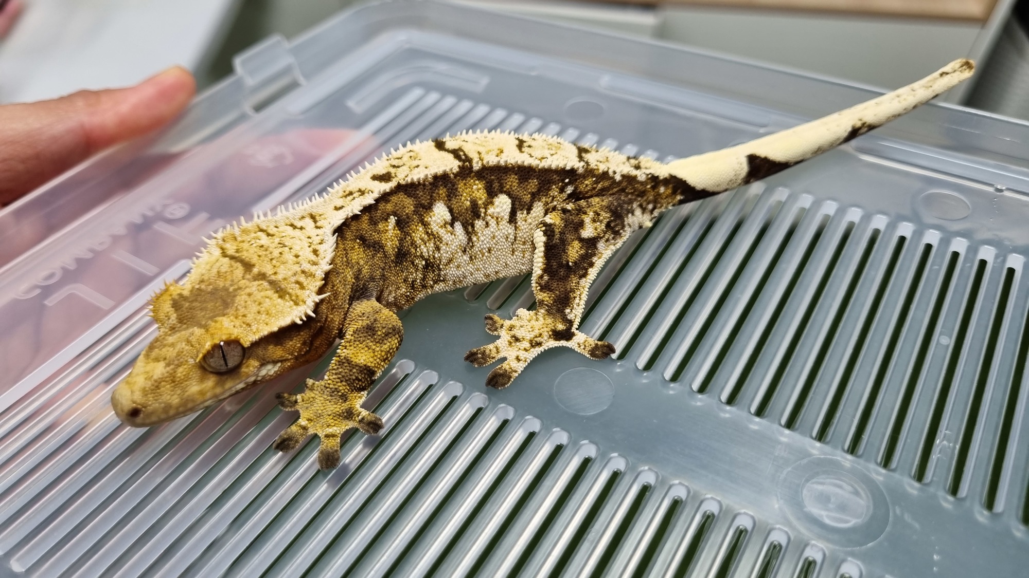 Tri Extreme Harlequin