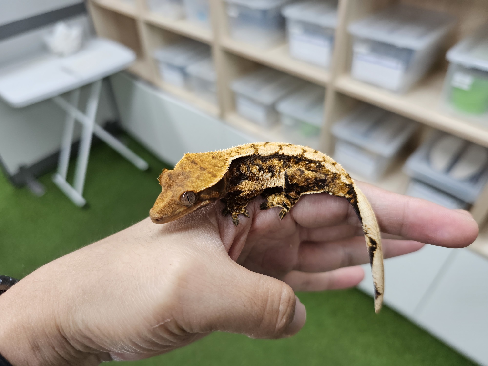 Tri Extreme Harlequin