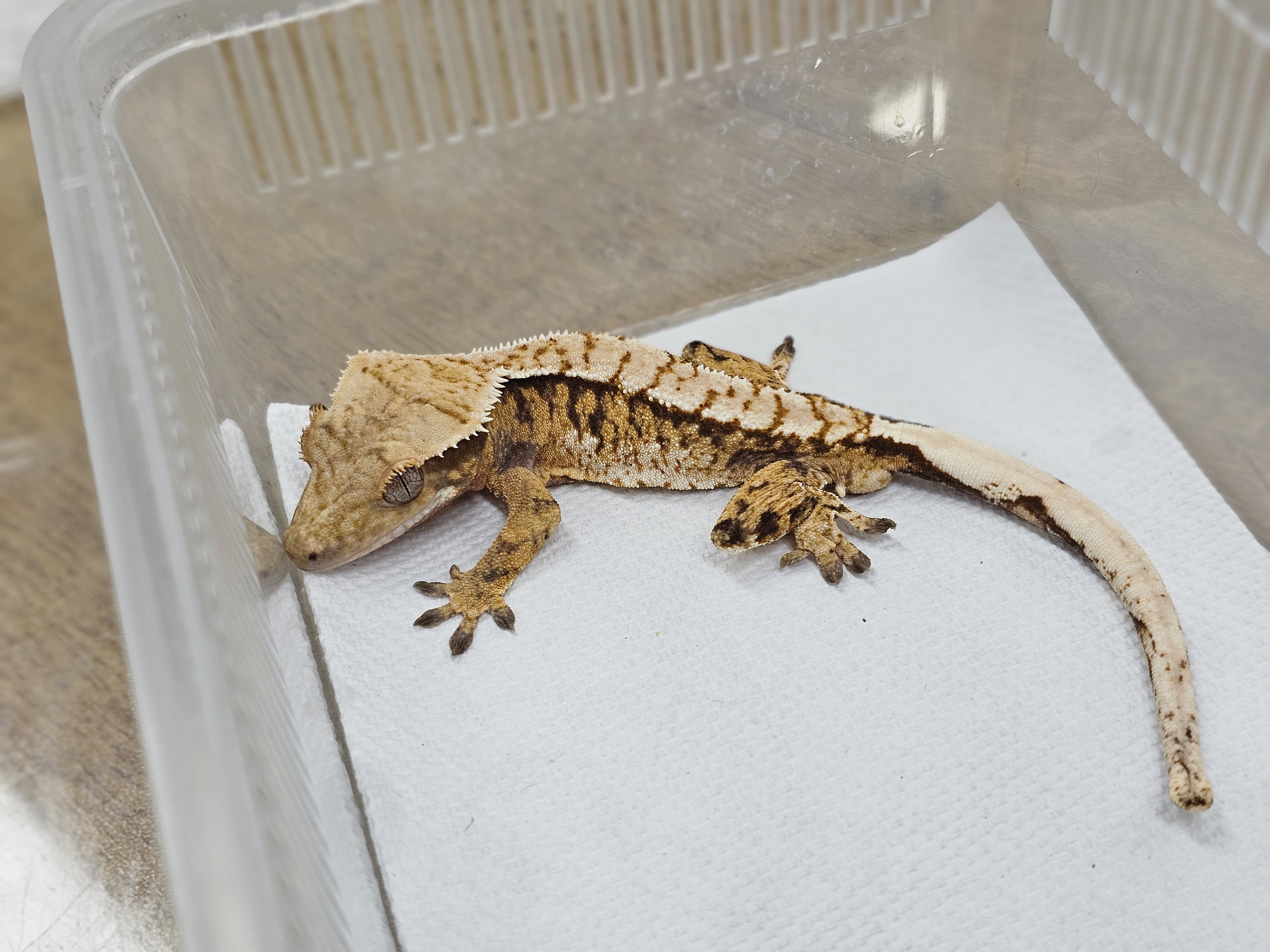 Normal Tri Extreme Harlequin White Spot