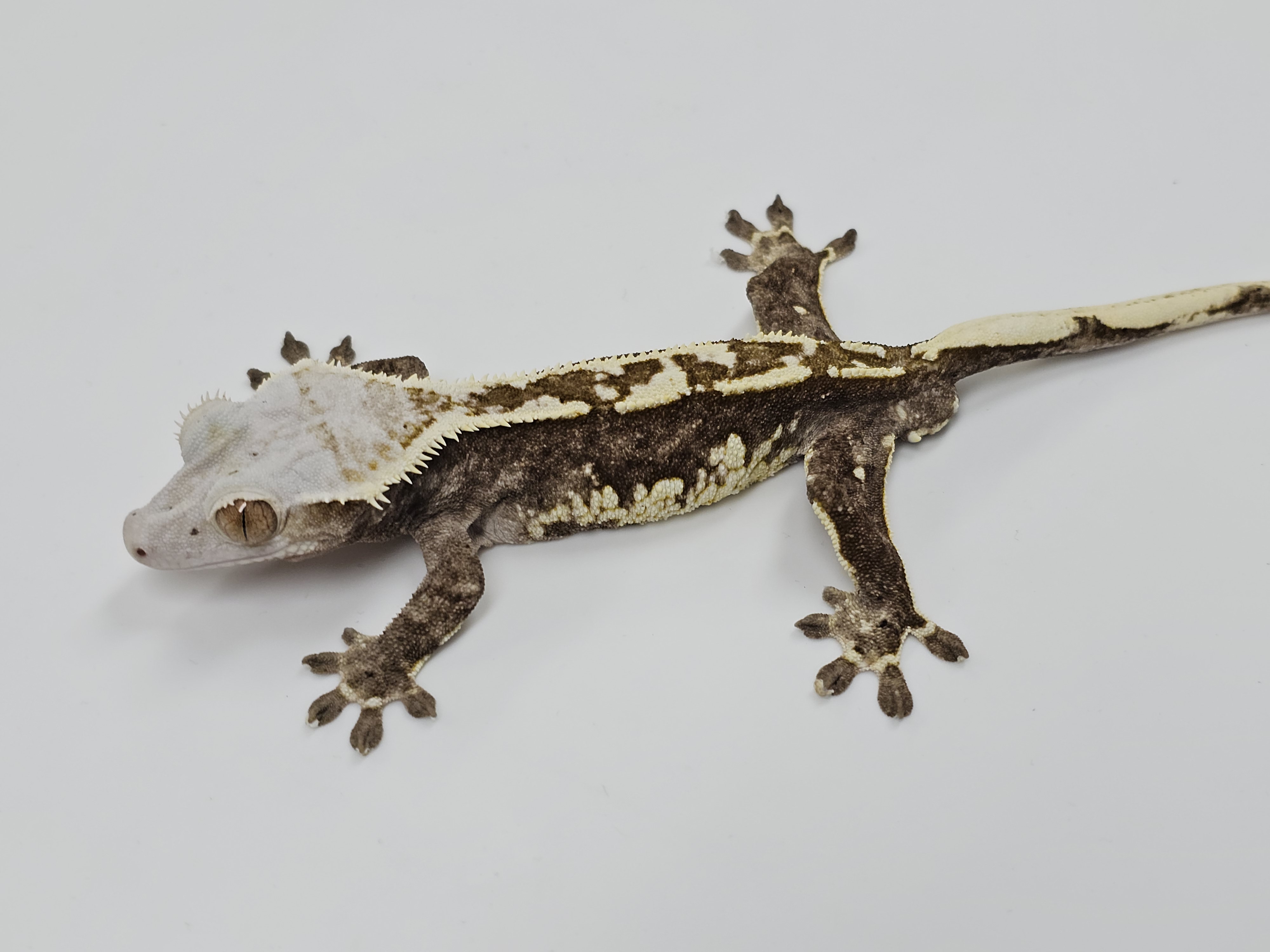 Normal Tri Extreme Harlequin