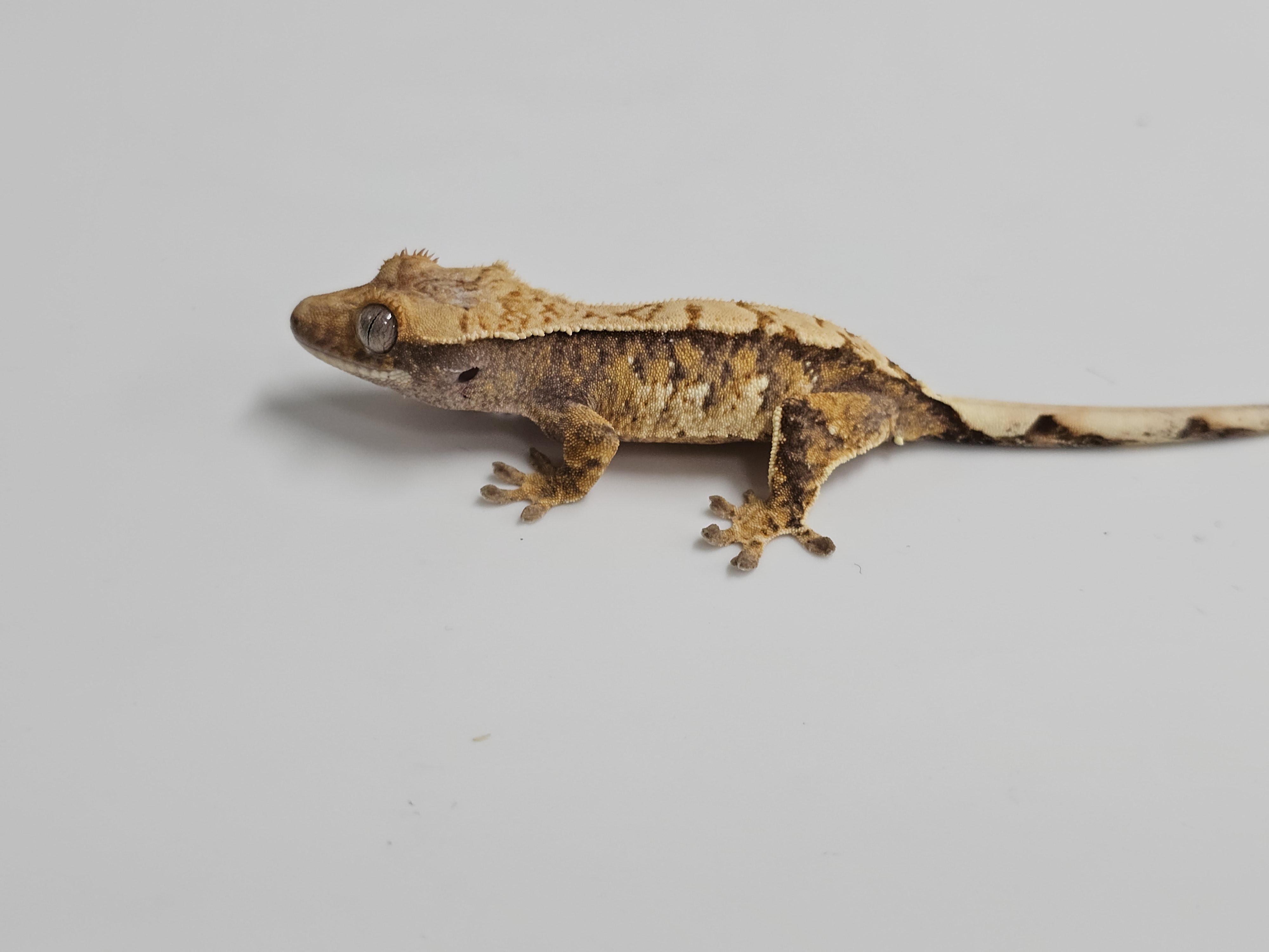 Normal Tri Extreme Harlequin White Spot Drippy