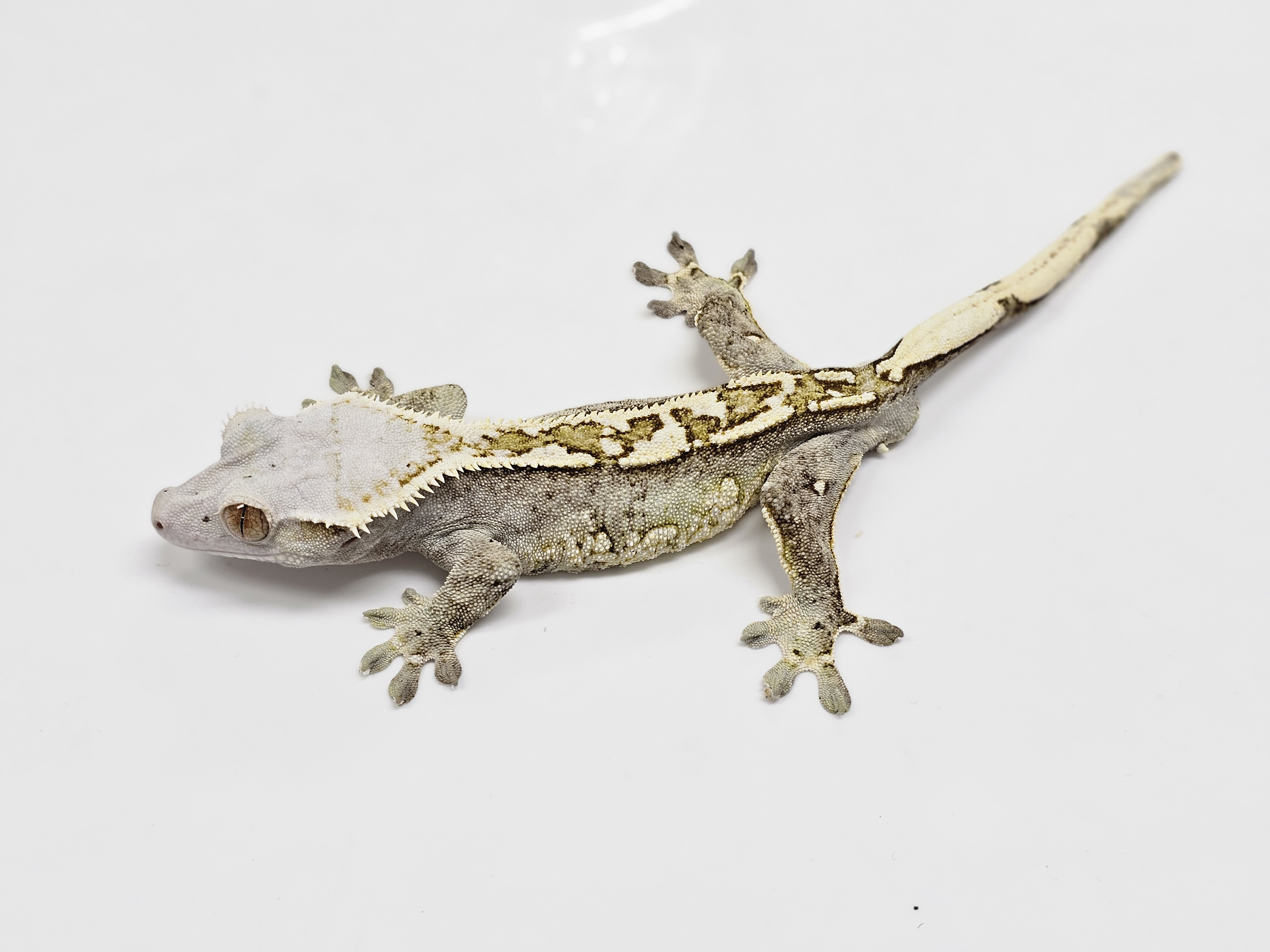 Normal Tri Extreme Harlequin