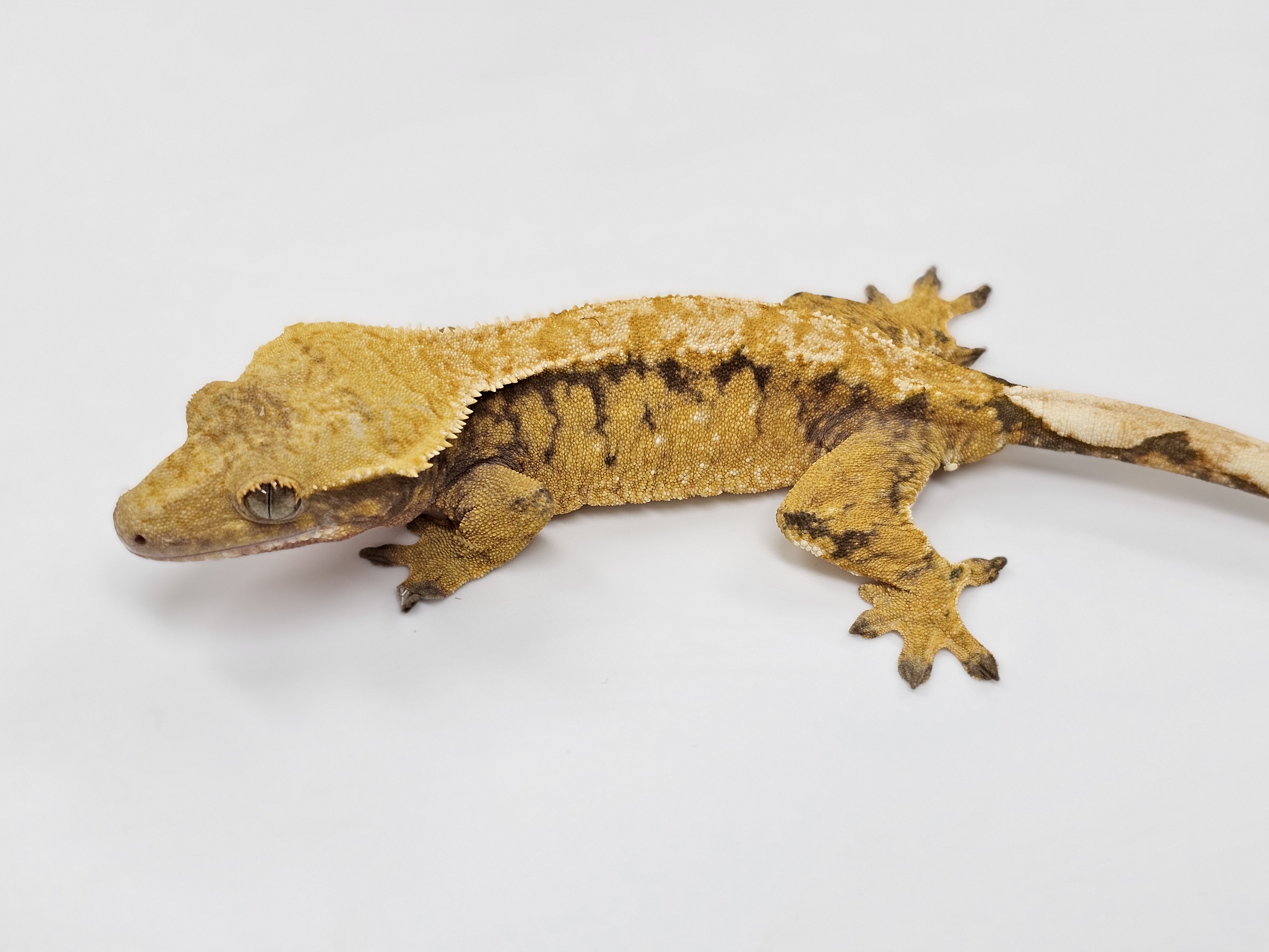 Tri Extreme Harlequin