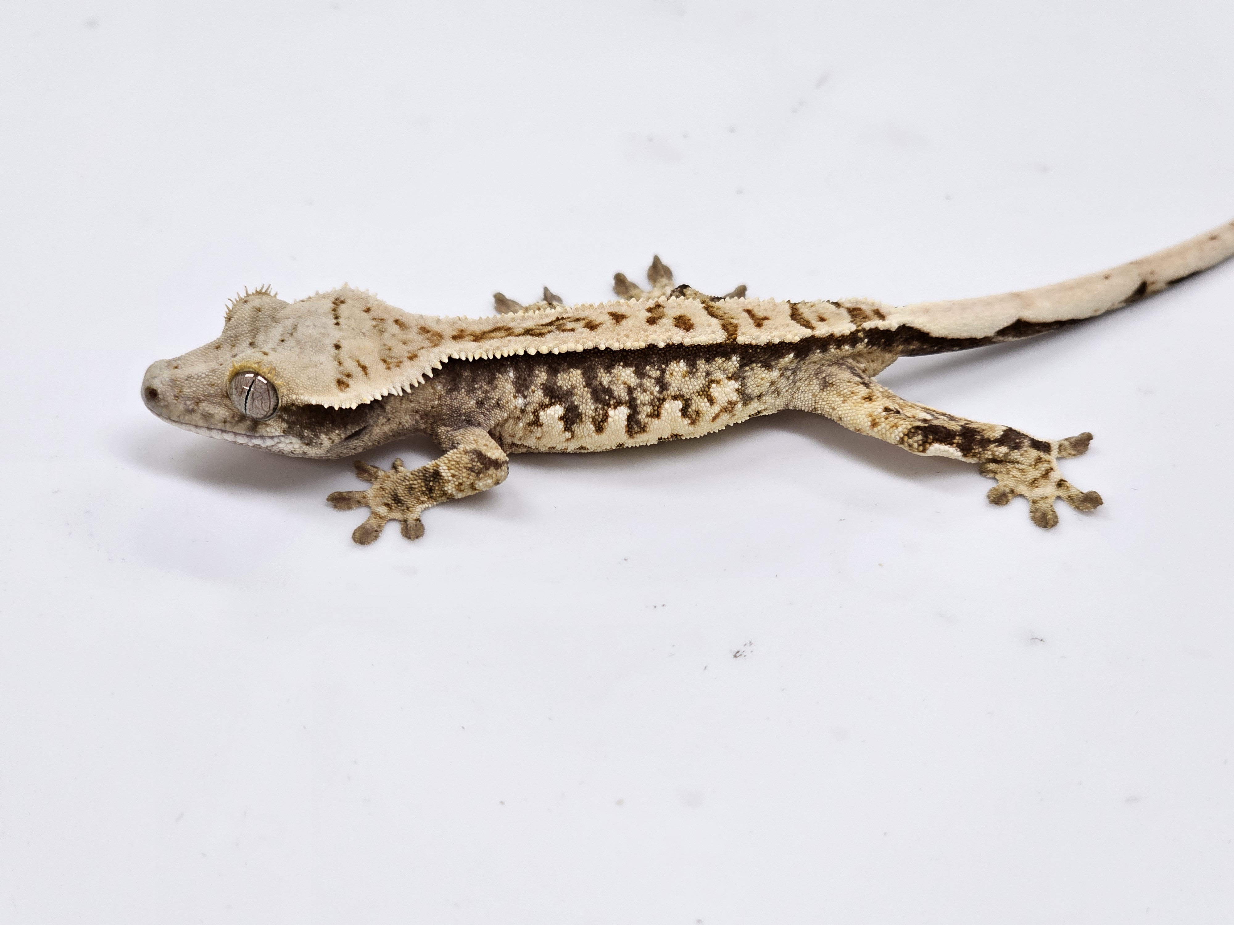 Normal Tri Extreme Harlequin