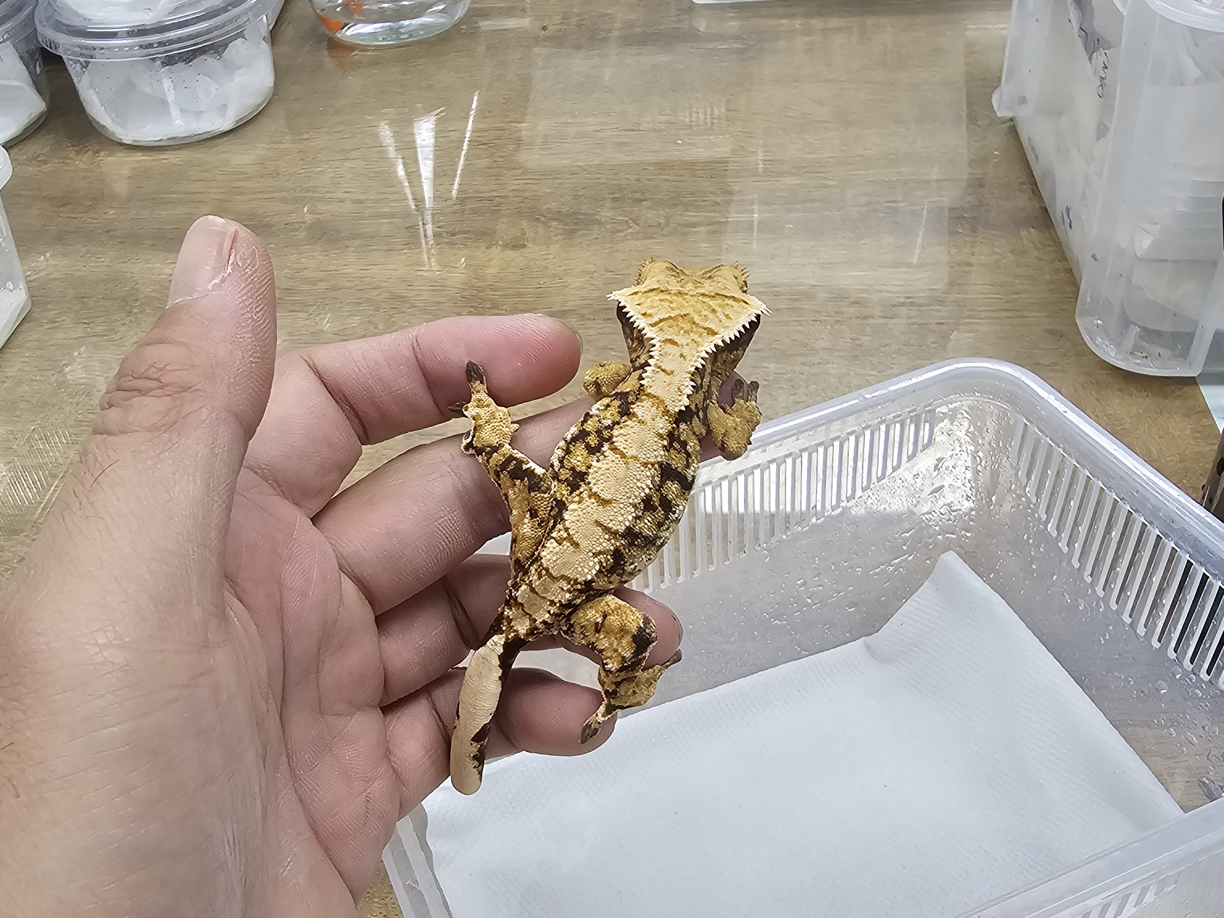 Normal Tri Extreme Harlequin