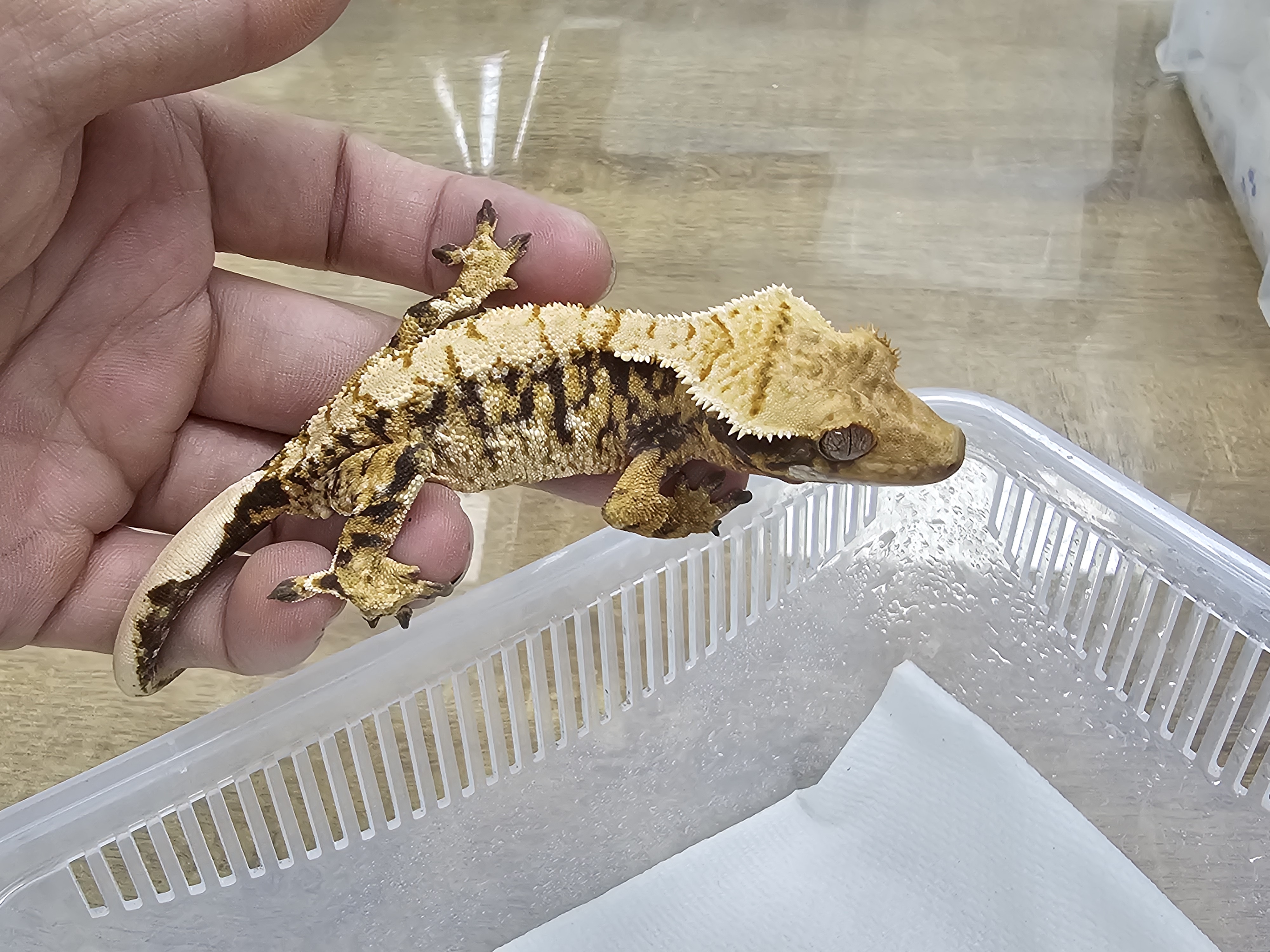 Normal Tri Extreme Harlequin