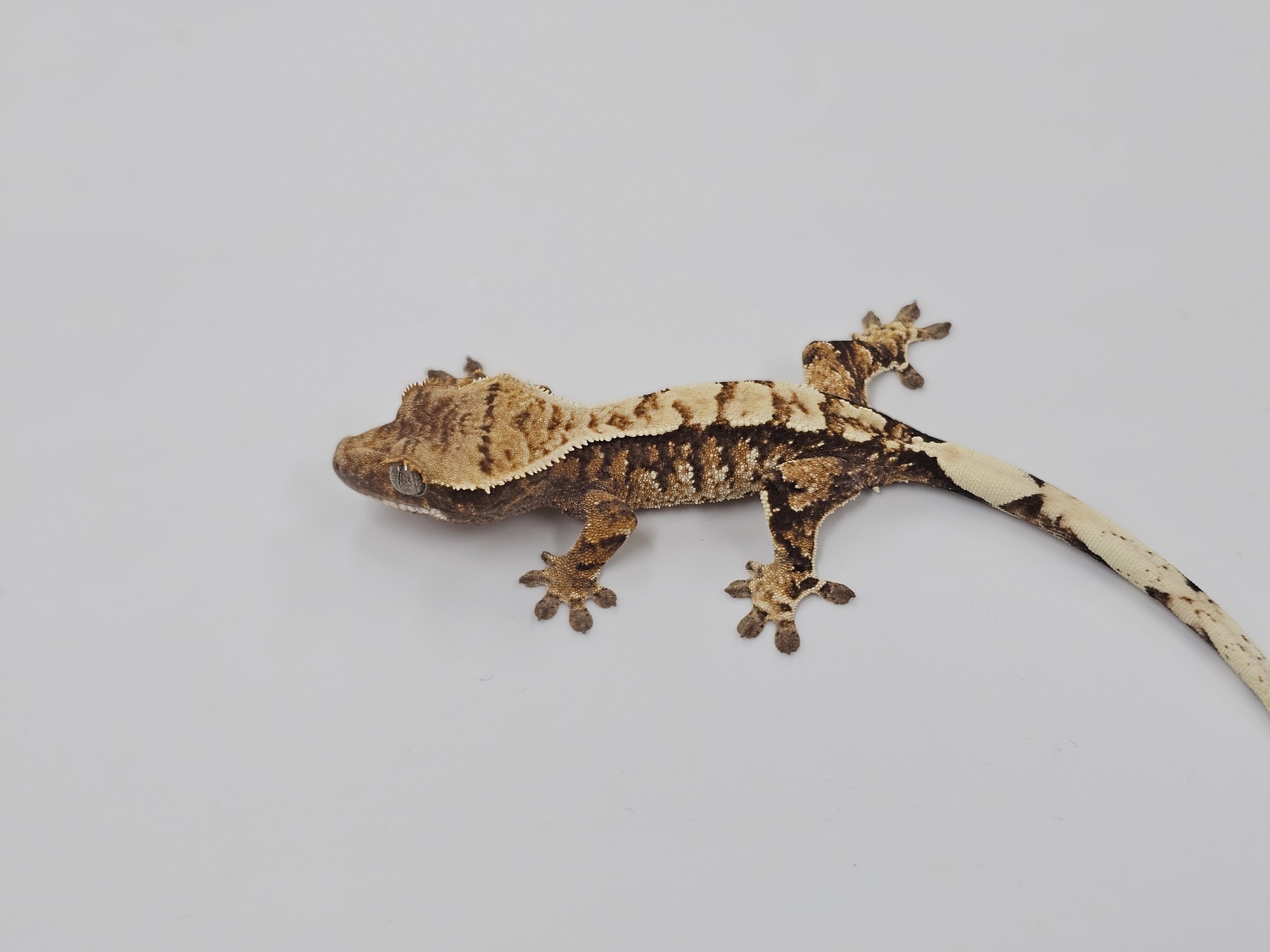 Tri Extreme Harlequin White Spot