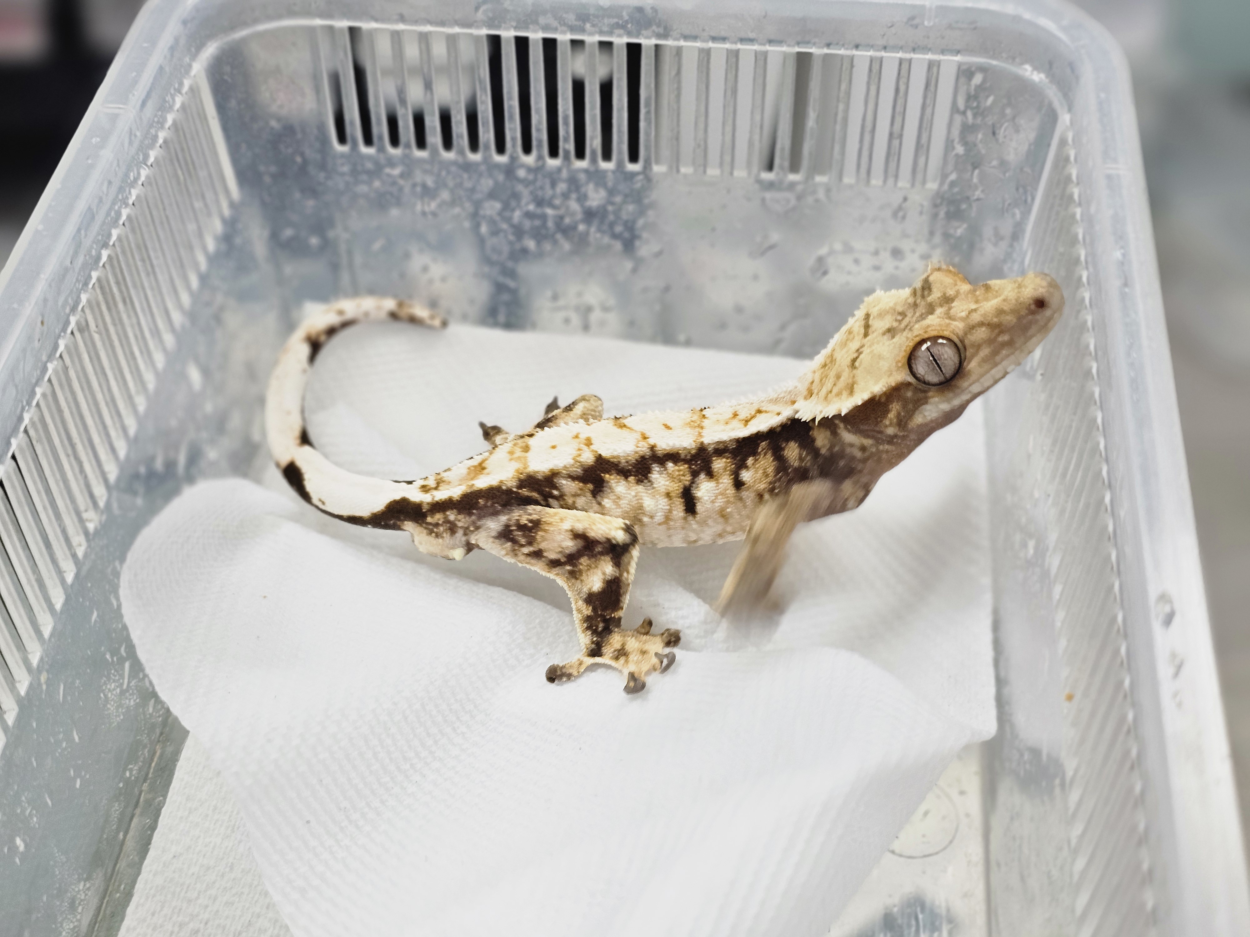 Tri White Spot Extreme Harlequin Normal