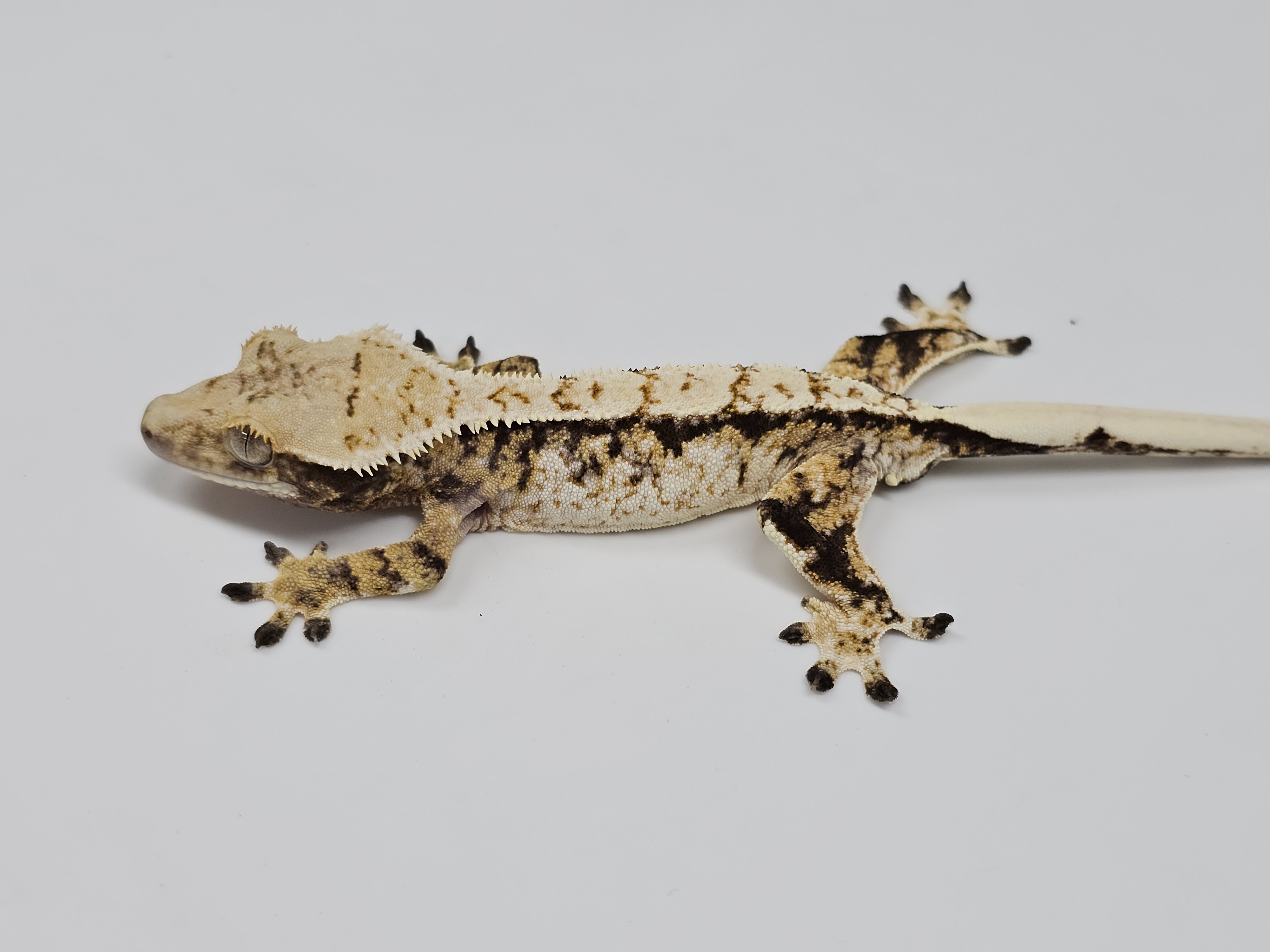 Normal Tri Extreme Harlequin White Spot