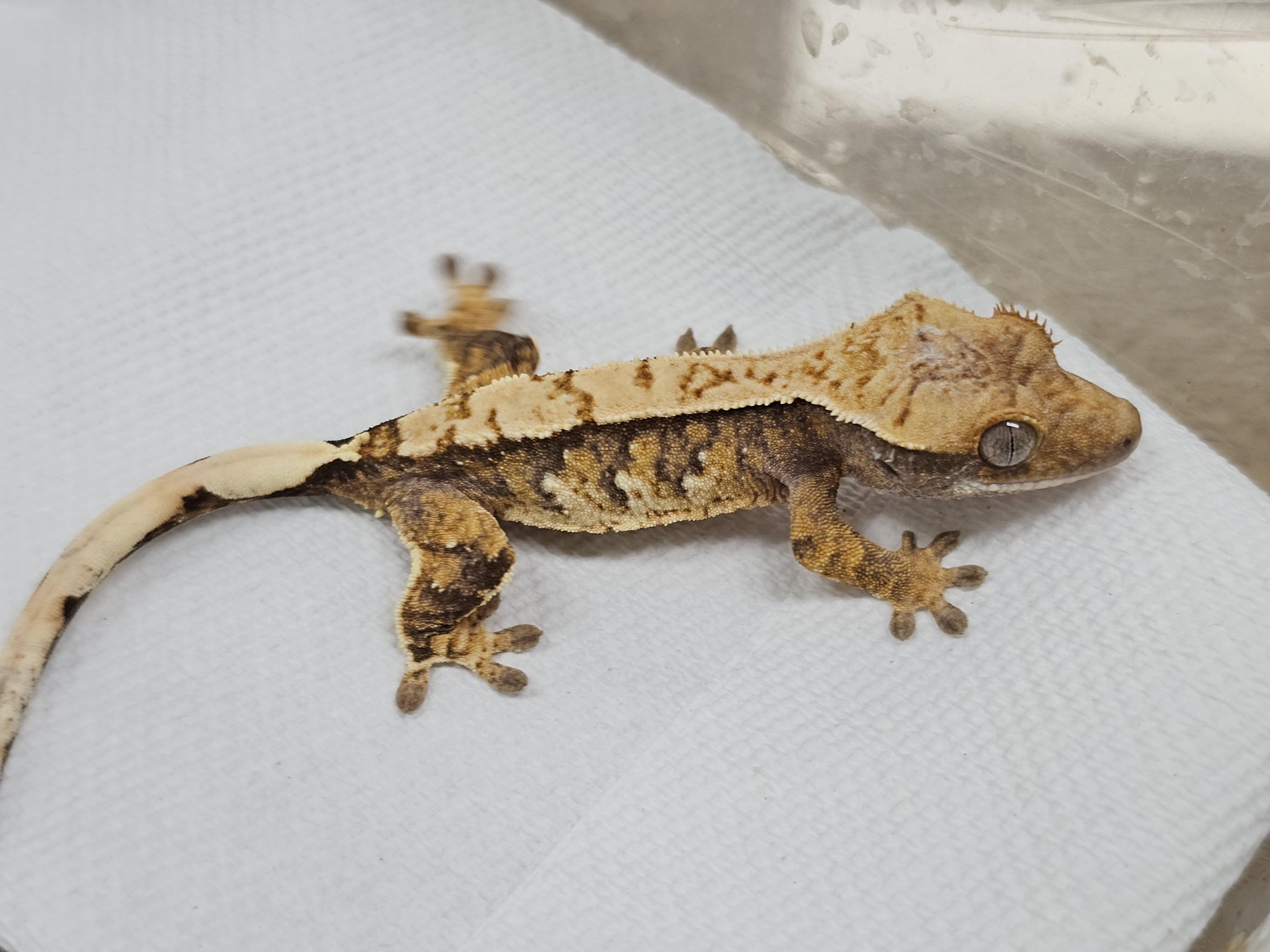 Normal Tri Extreme Harlequin White Spot Drippy