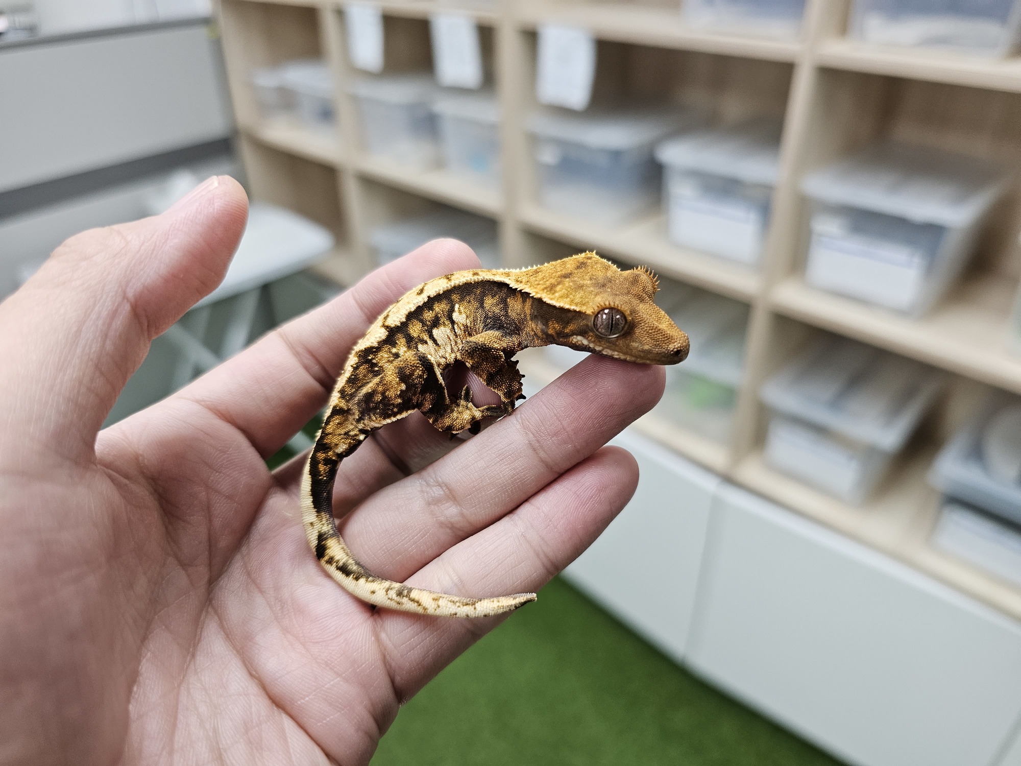 Tri Extreme Harlequin