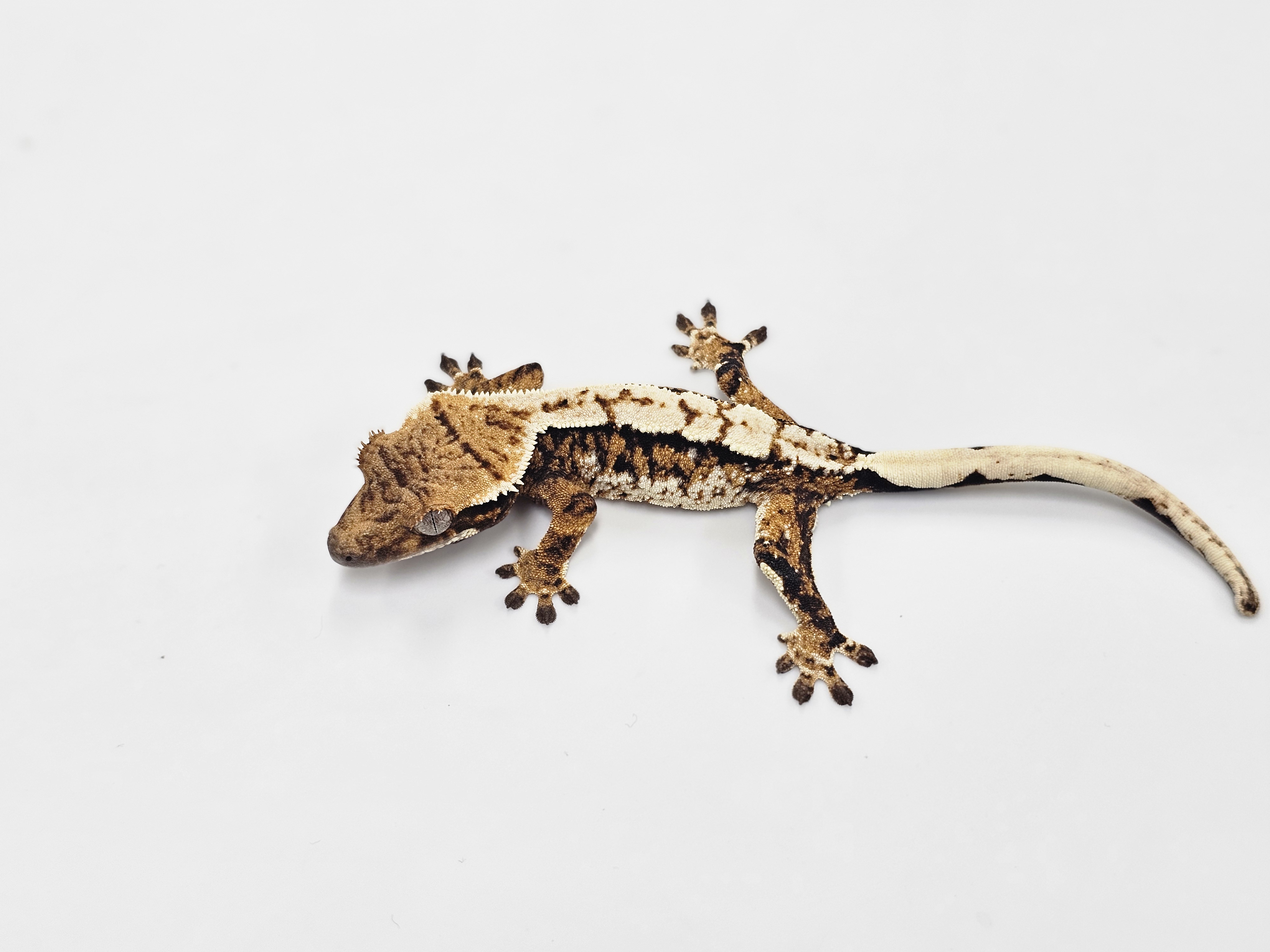 Tri White Spot Extreme Harlequin