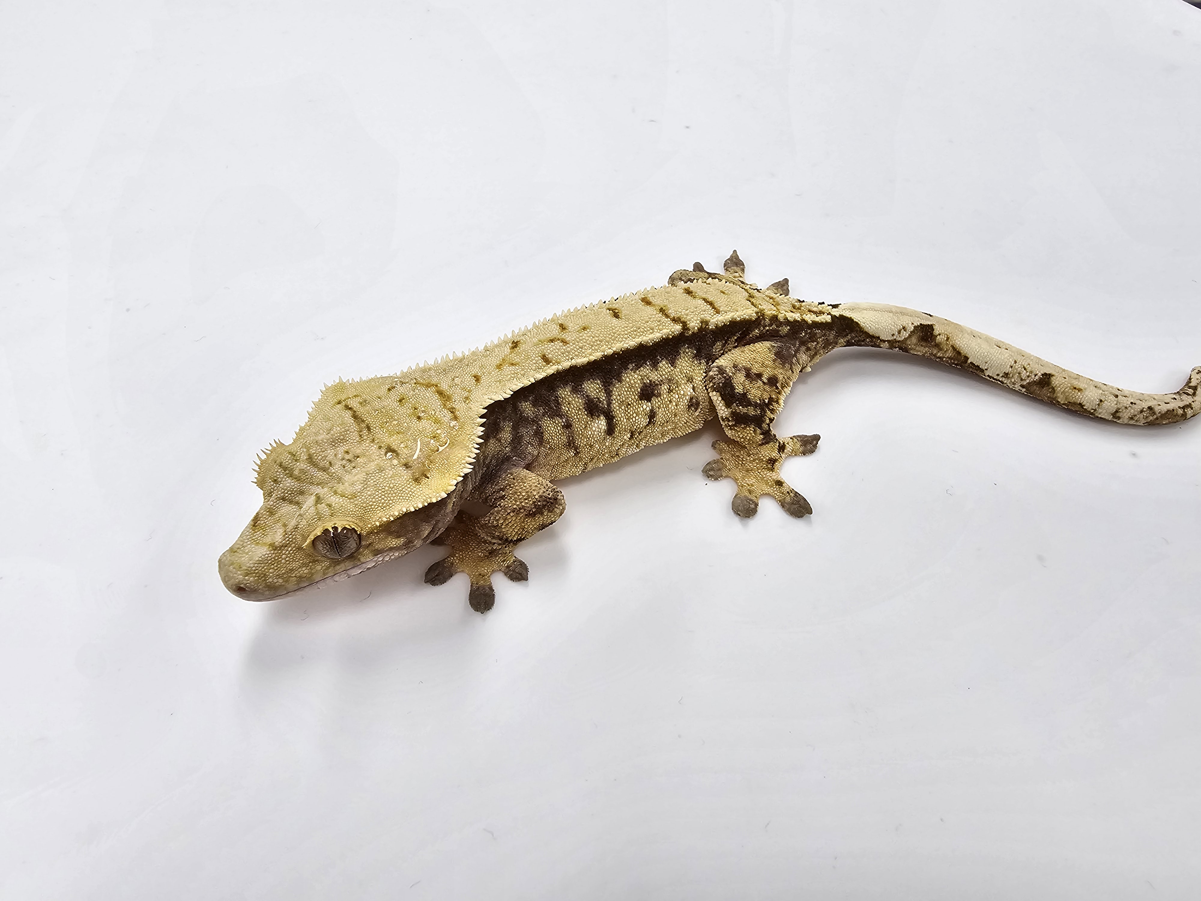 Tri Extreme Harlequin