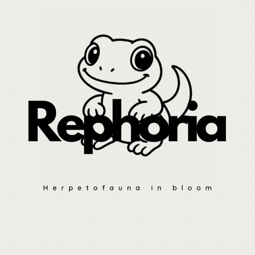 레포리아Rephoria