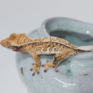 Normal Tri Pinstripe