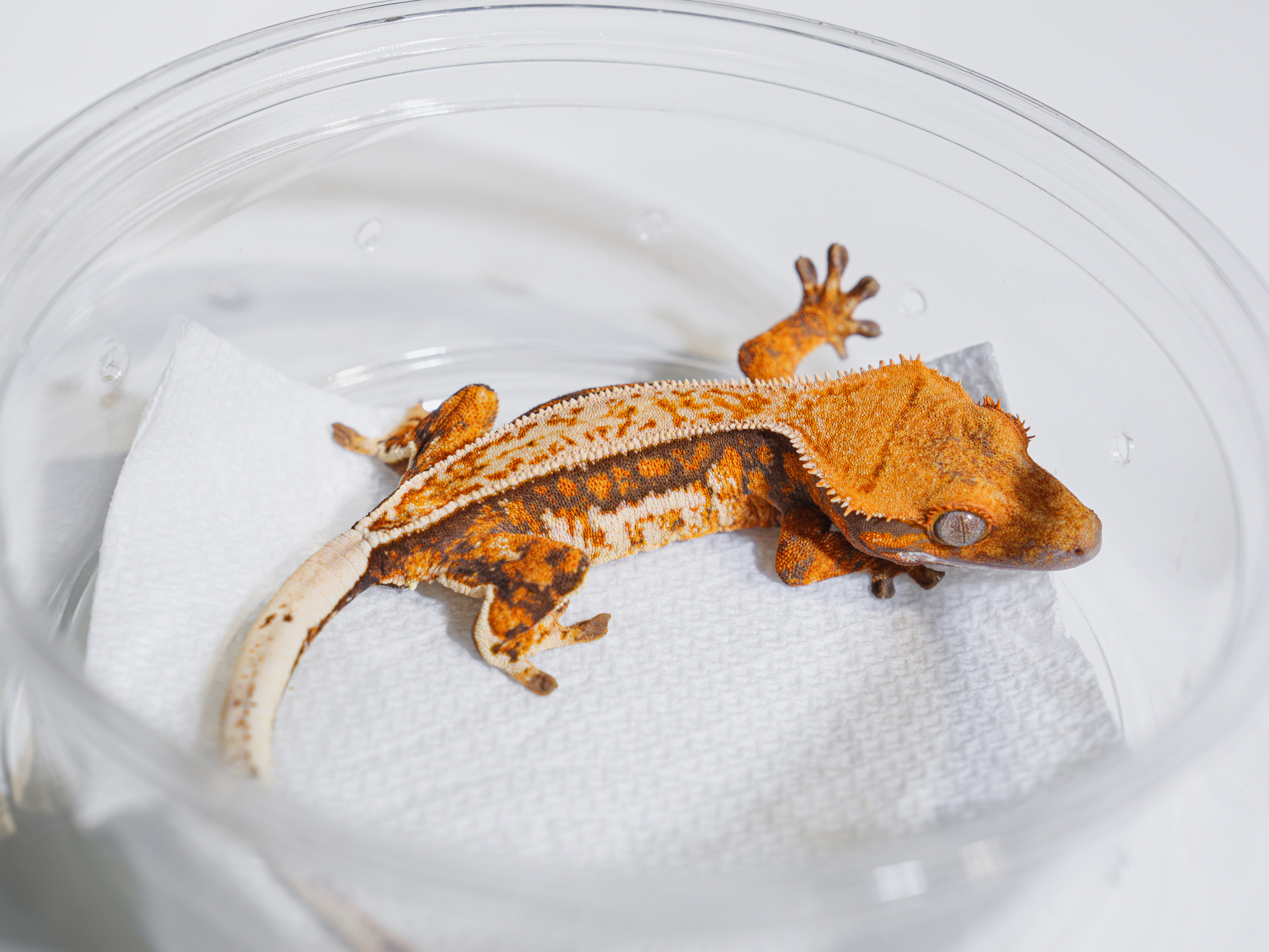 Normal Tri Drippy Tangerine