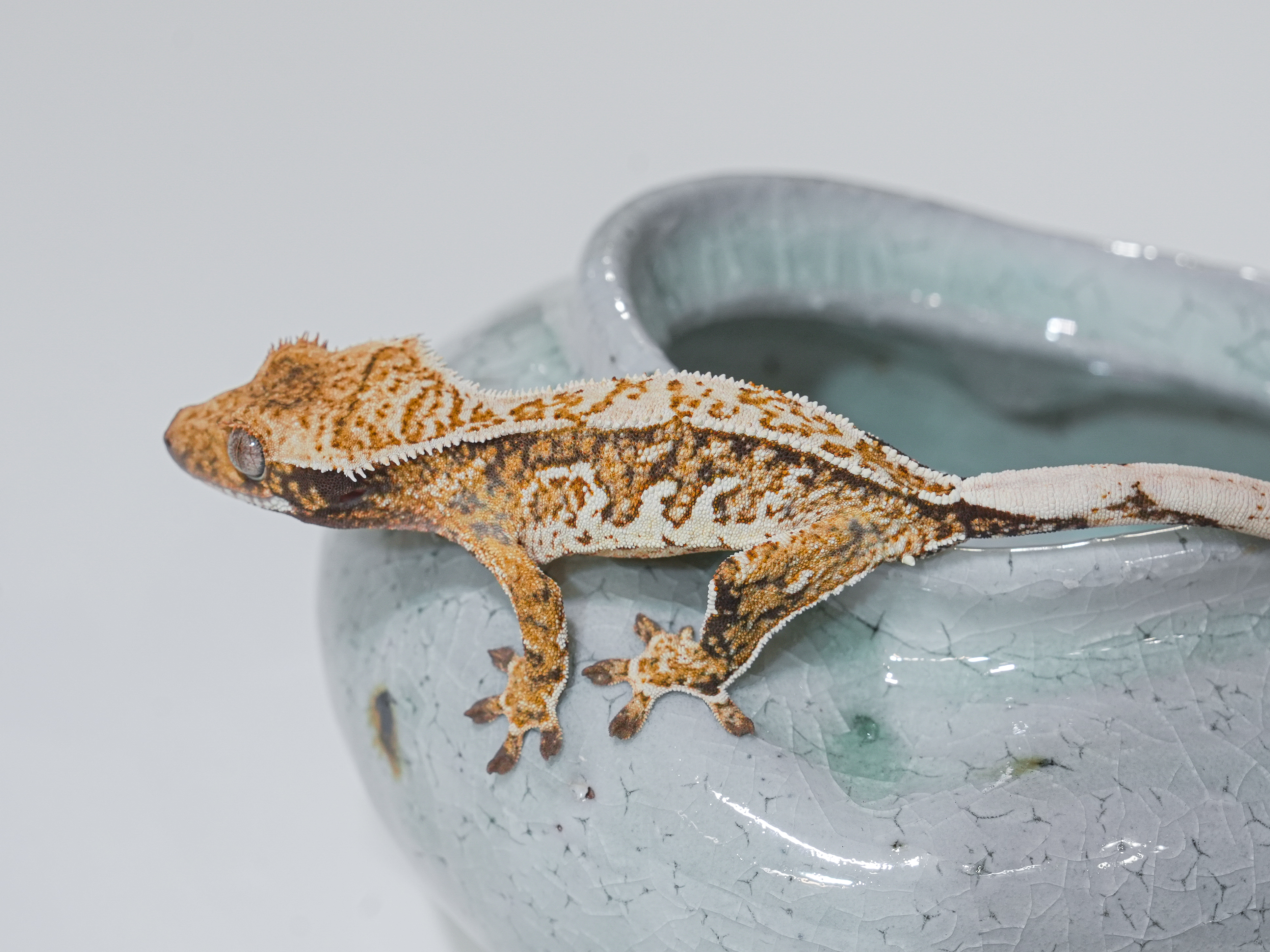 Tri Pinstripe Normal