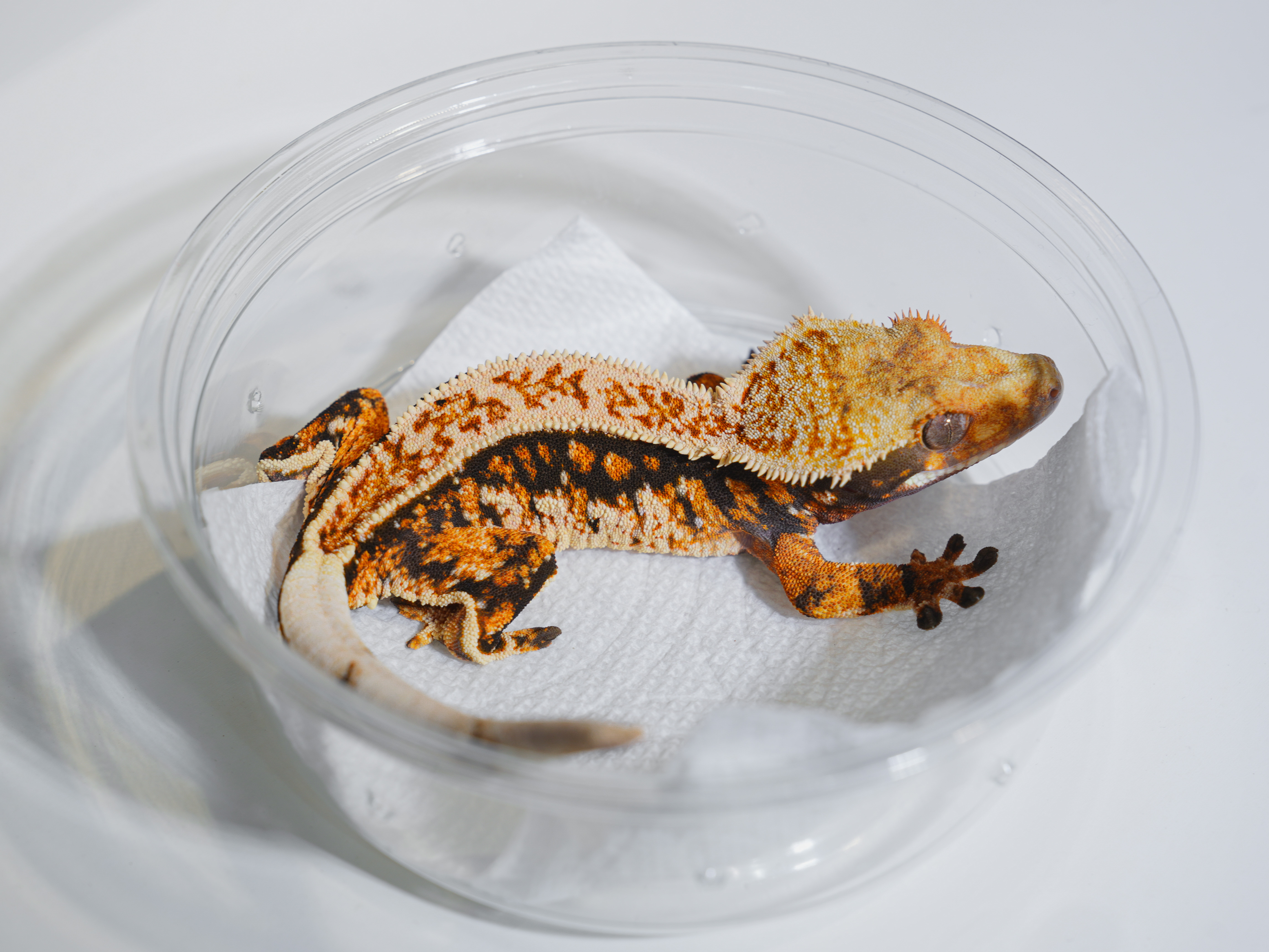 Normal Tri Tangerine