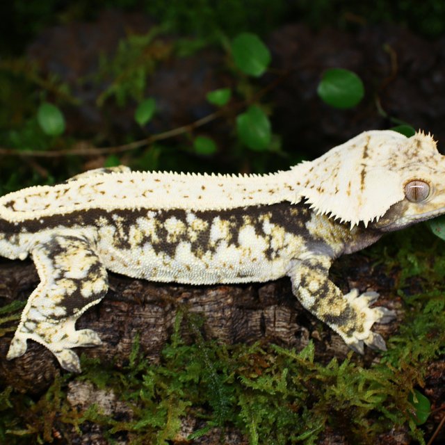 Normal Drippy Tri White Spot