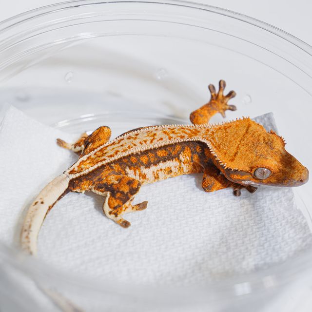 Normal Tri Drippy Tangerine