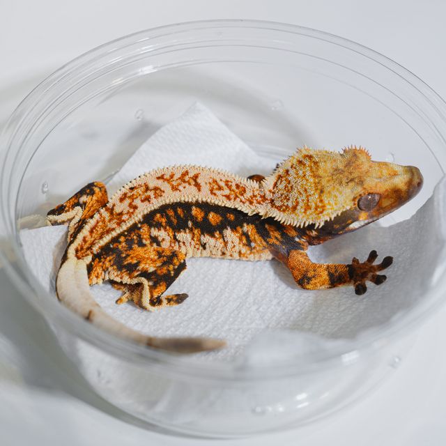 Normal Tri Tangerine