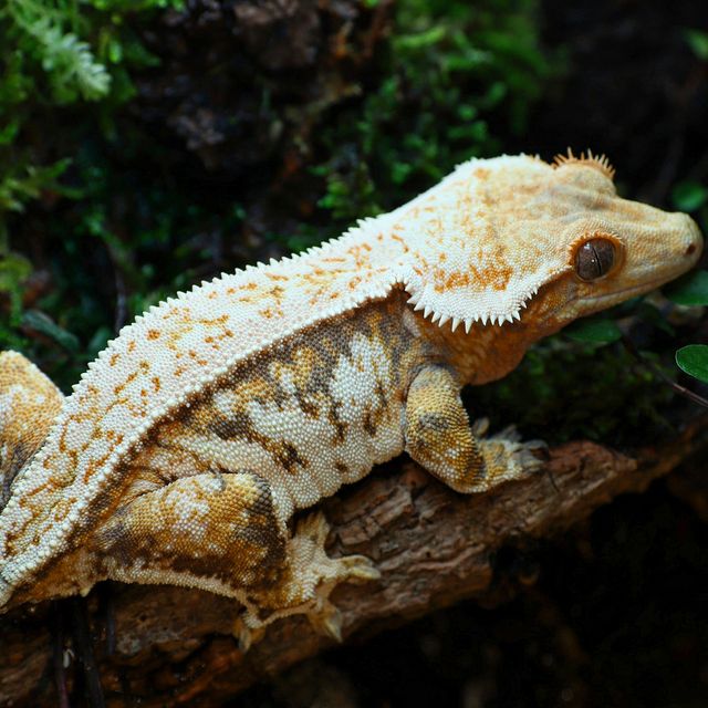 Normal Tri Drippy White Spot